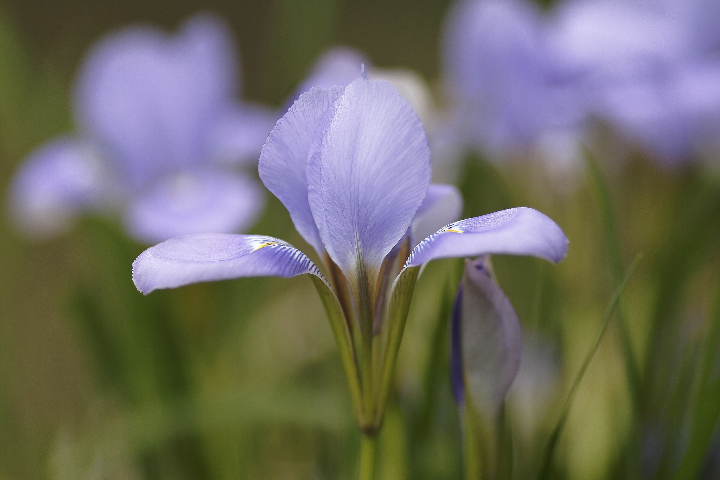 Iris unguicularis...