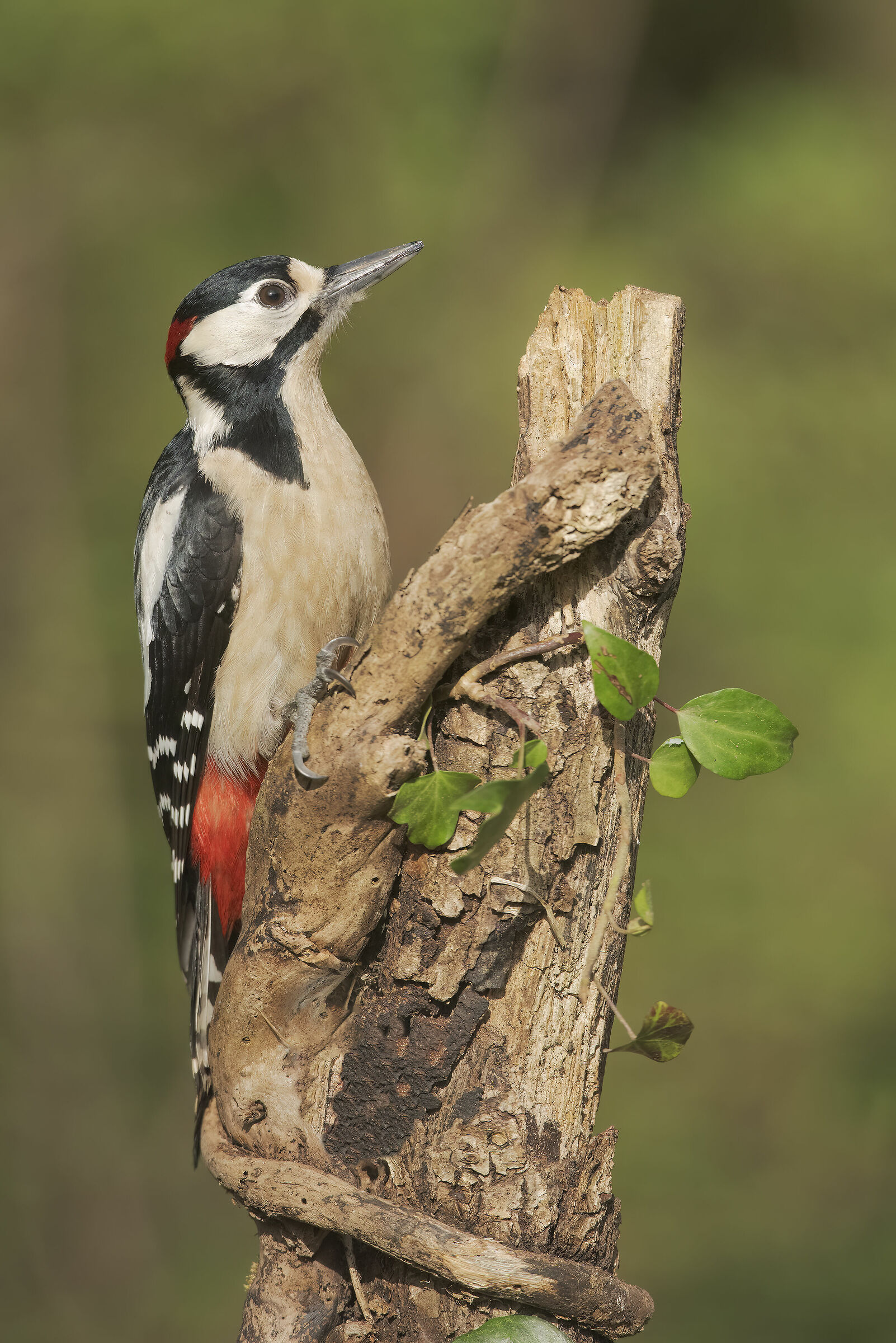 Great spotted woodpecker ...