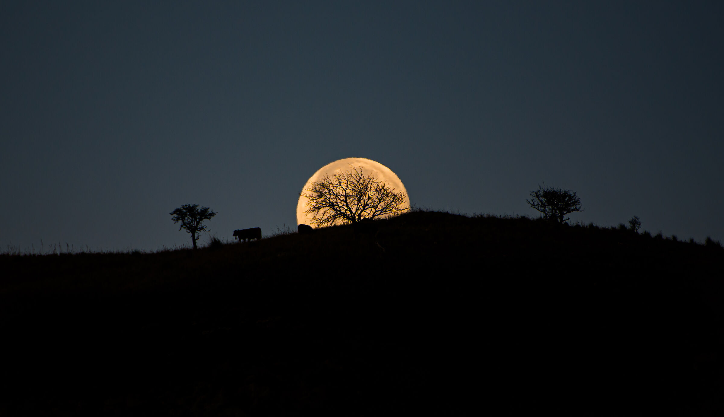 L'albero della vita, la luna è i suoi " abitanti "...