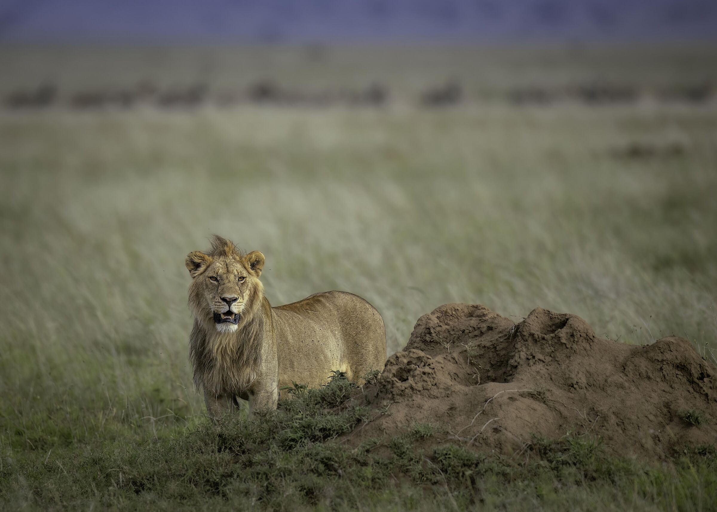 The King and the Serengeti...