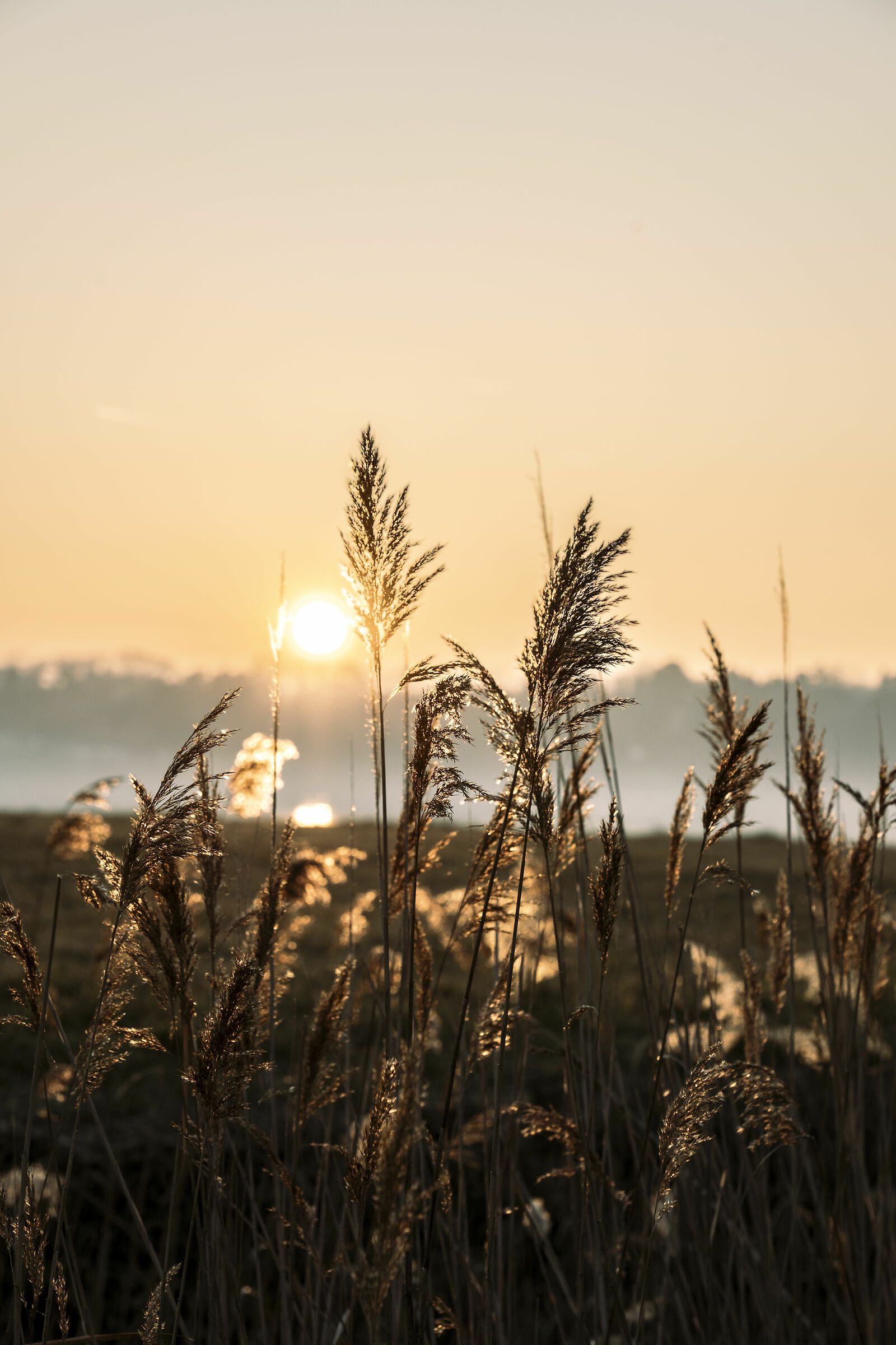 Marsh reeds...