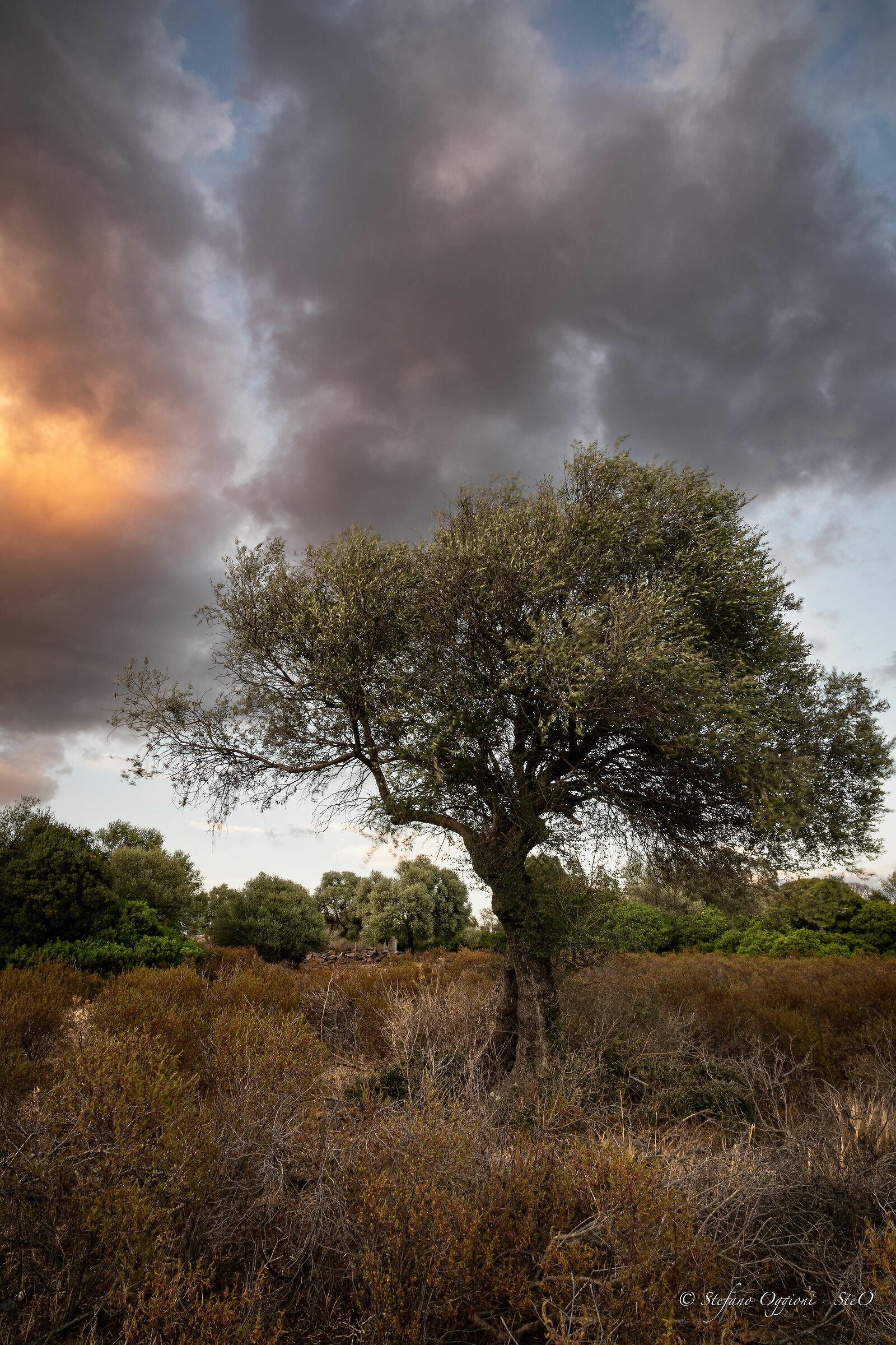 Olive tree and sunset...