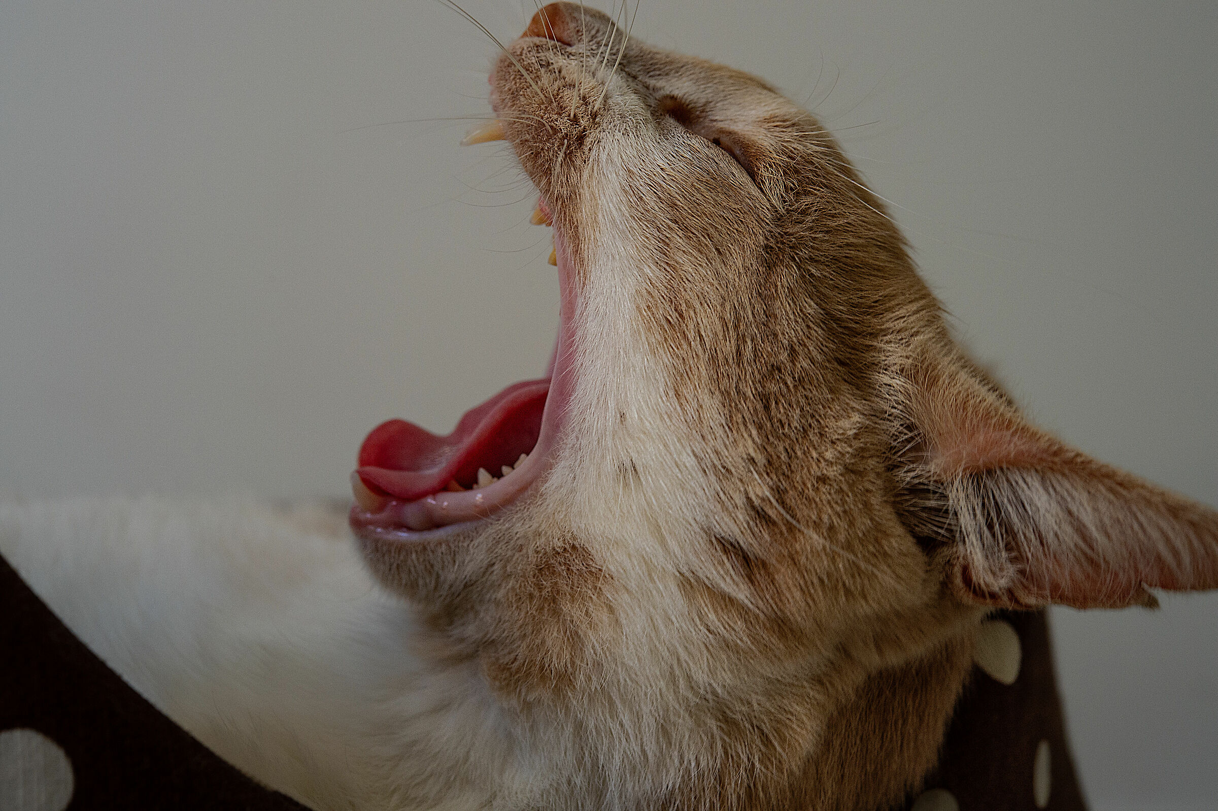 yawn ...