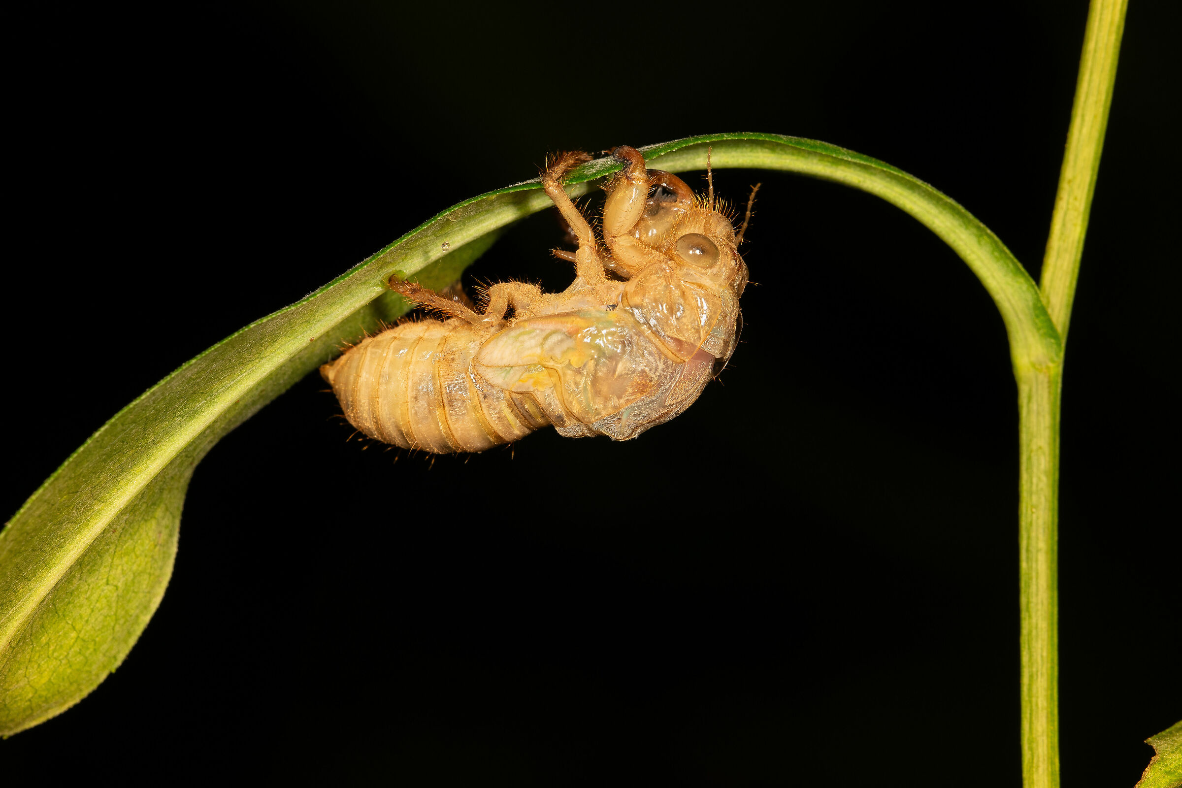 The Metamorphosis of the Cicada, 3...