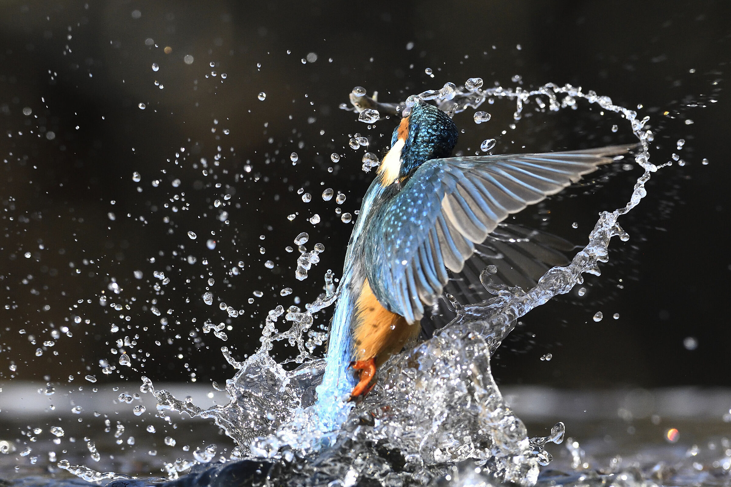 The emergence of the Kingfisher ...