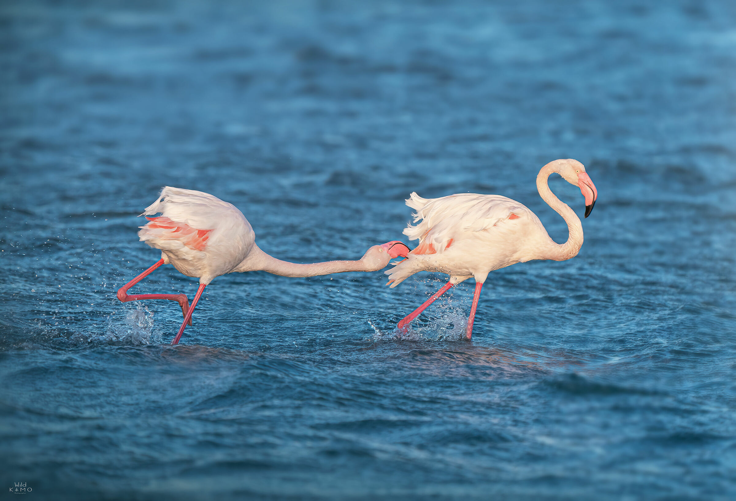 I'll take you skirmishes between Flamingos ...