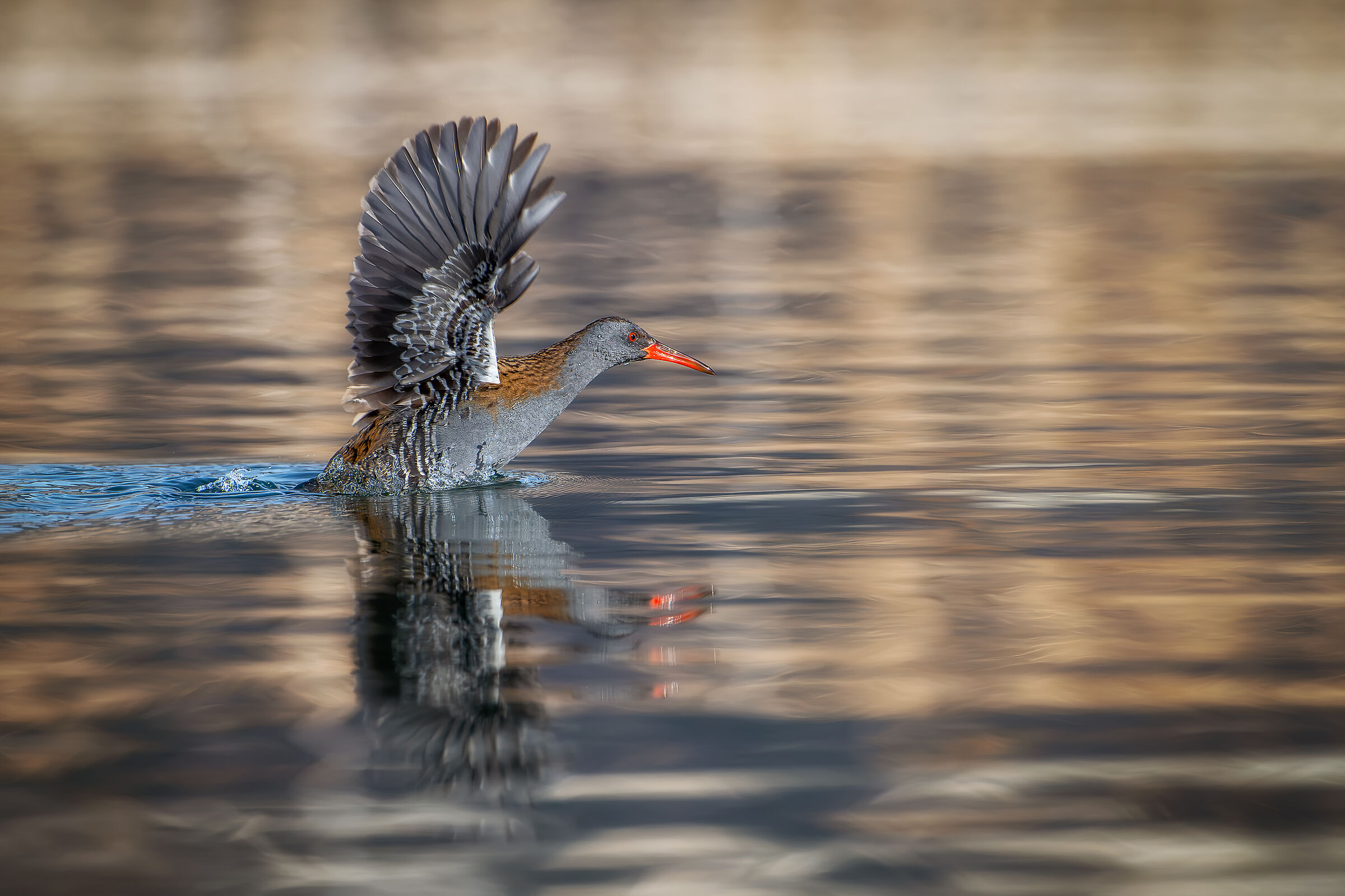Water rail taking off Lombardy 1/2024...