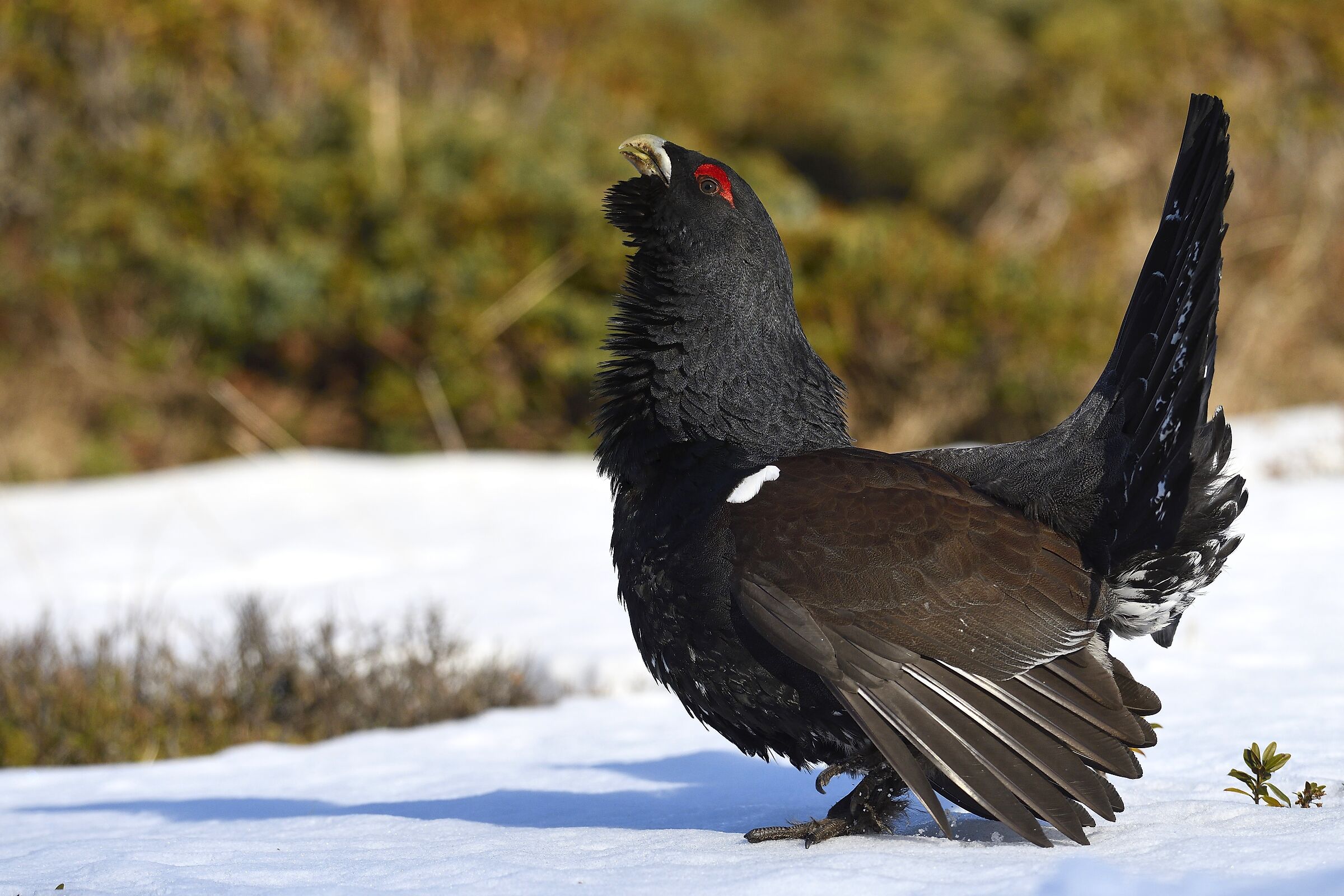 The capercaillie...