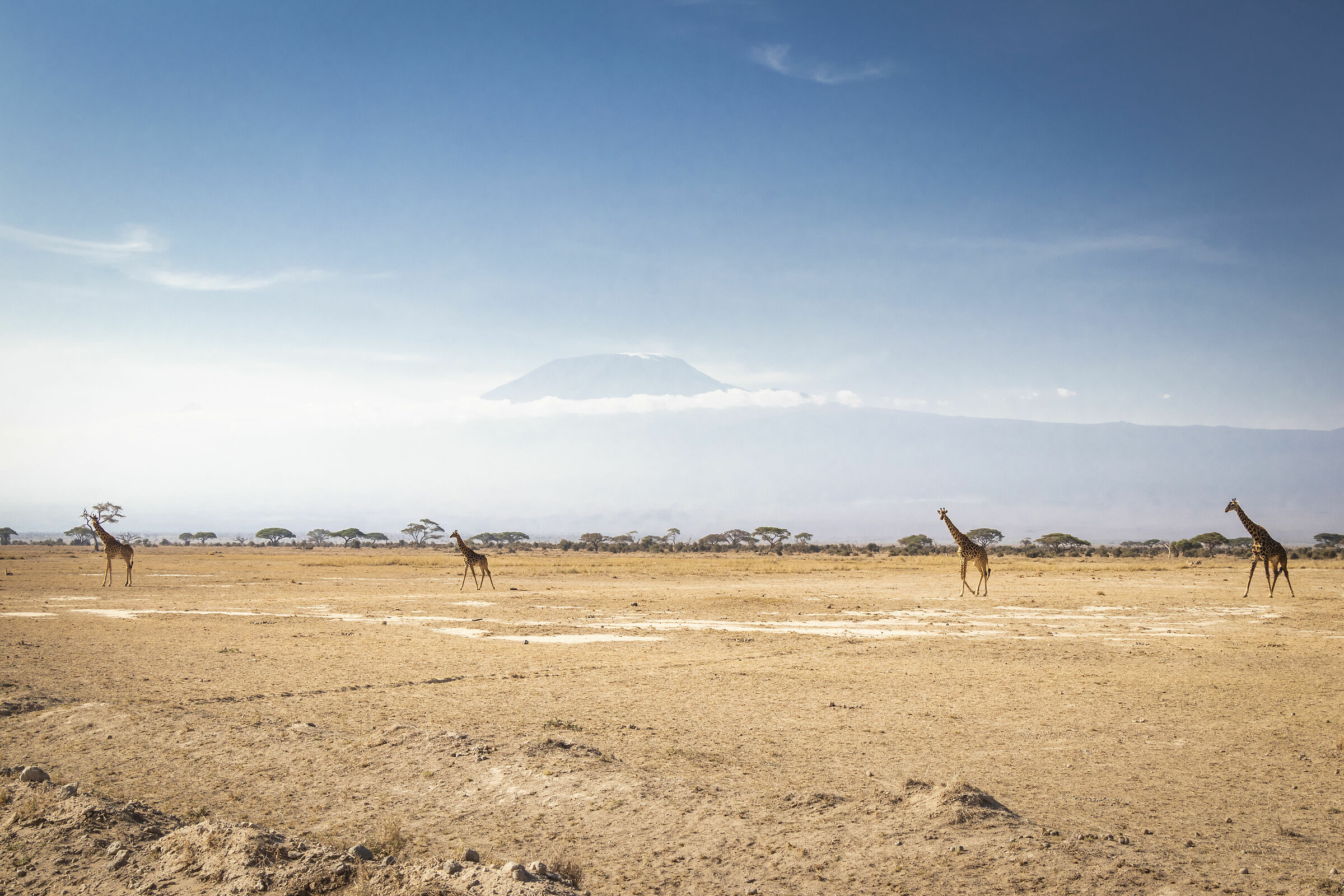 Giraffes view Kilimanjaro...