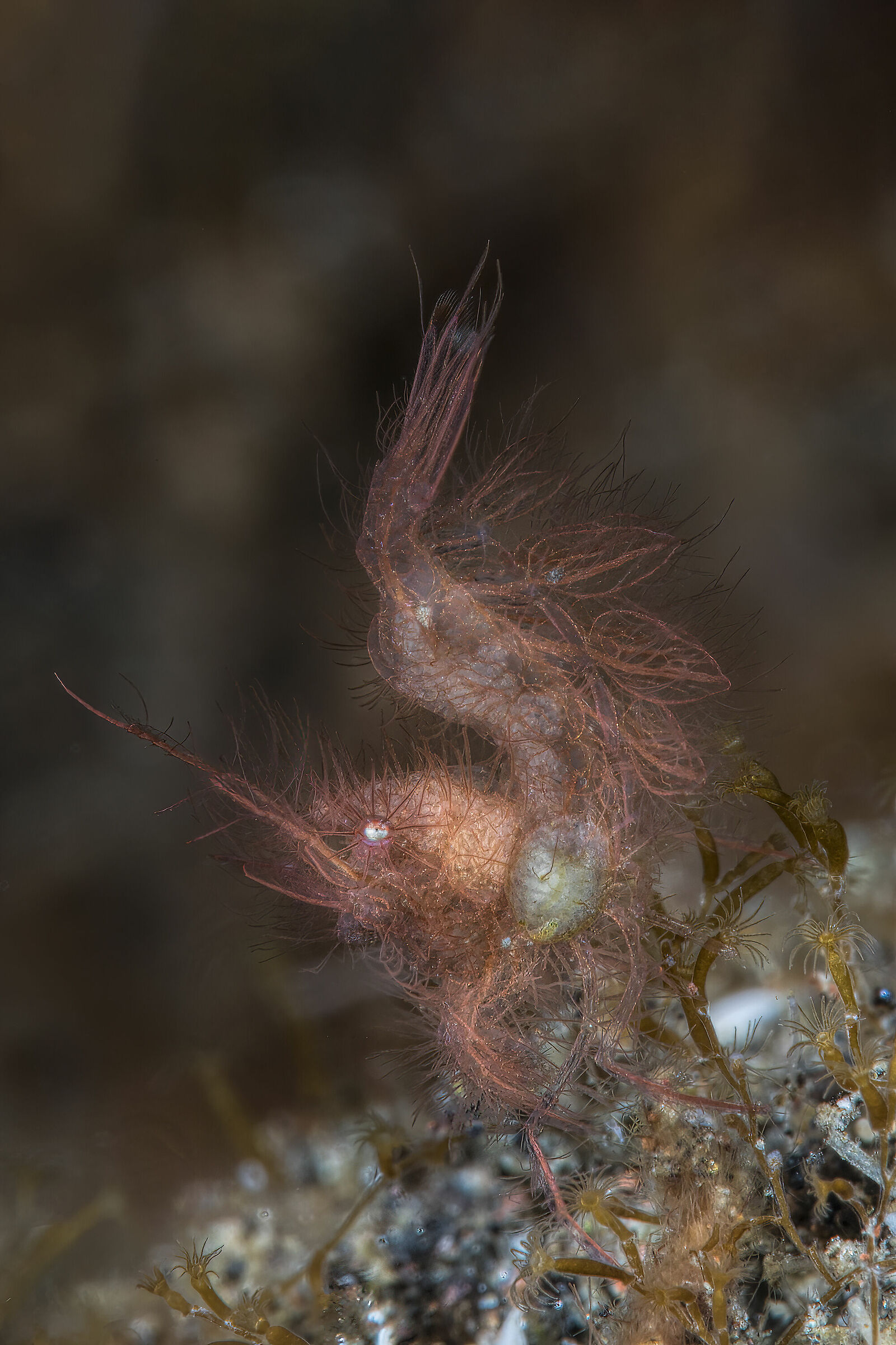 The Hairy Shrimp (phycocaris simulans) with parassite ...