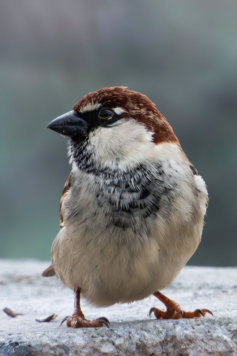 Italian Sparrow...