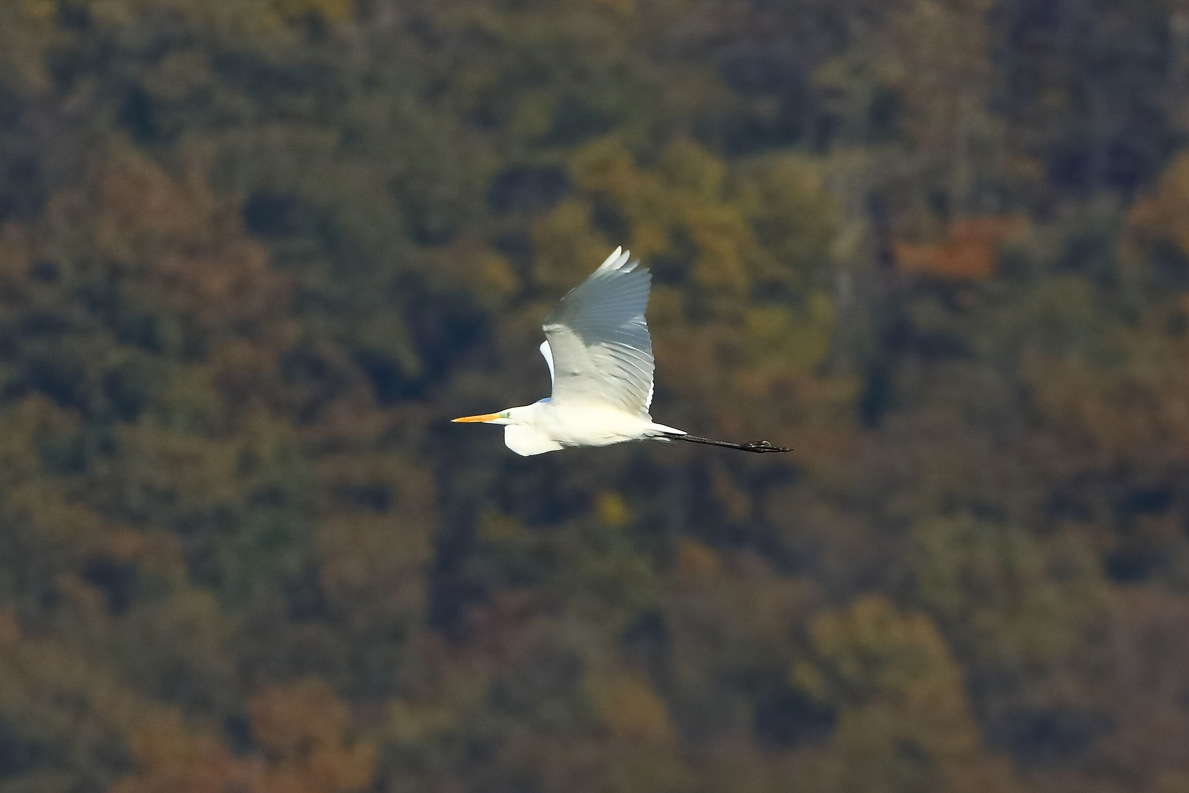 Airone BM 21-11-2023...