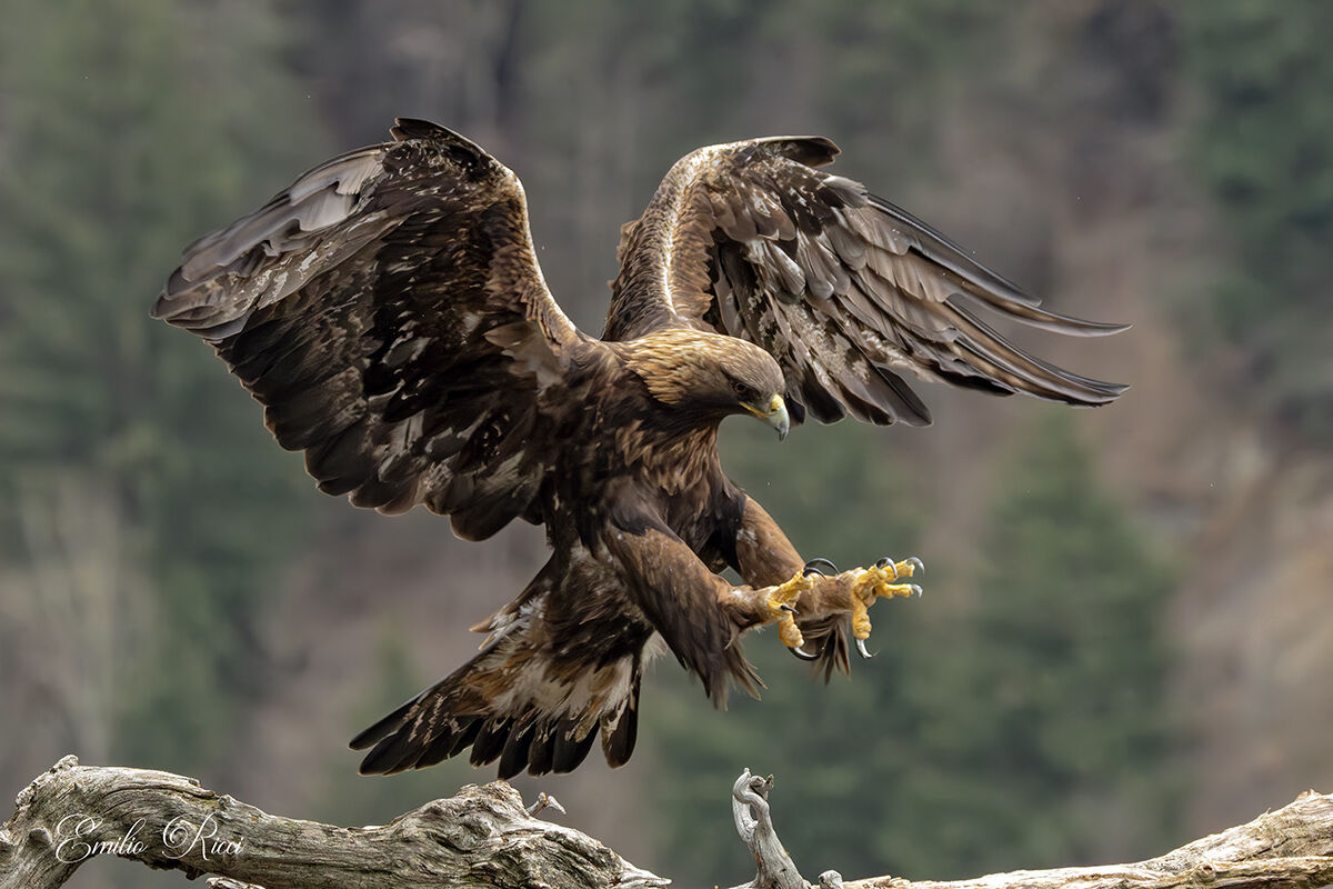 Golden eagle ...