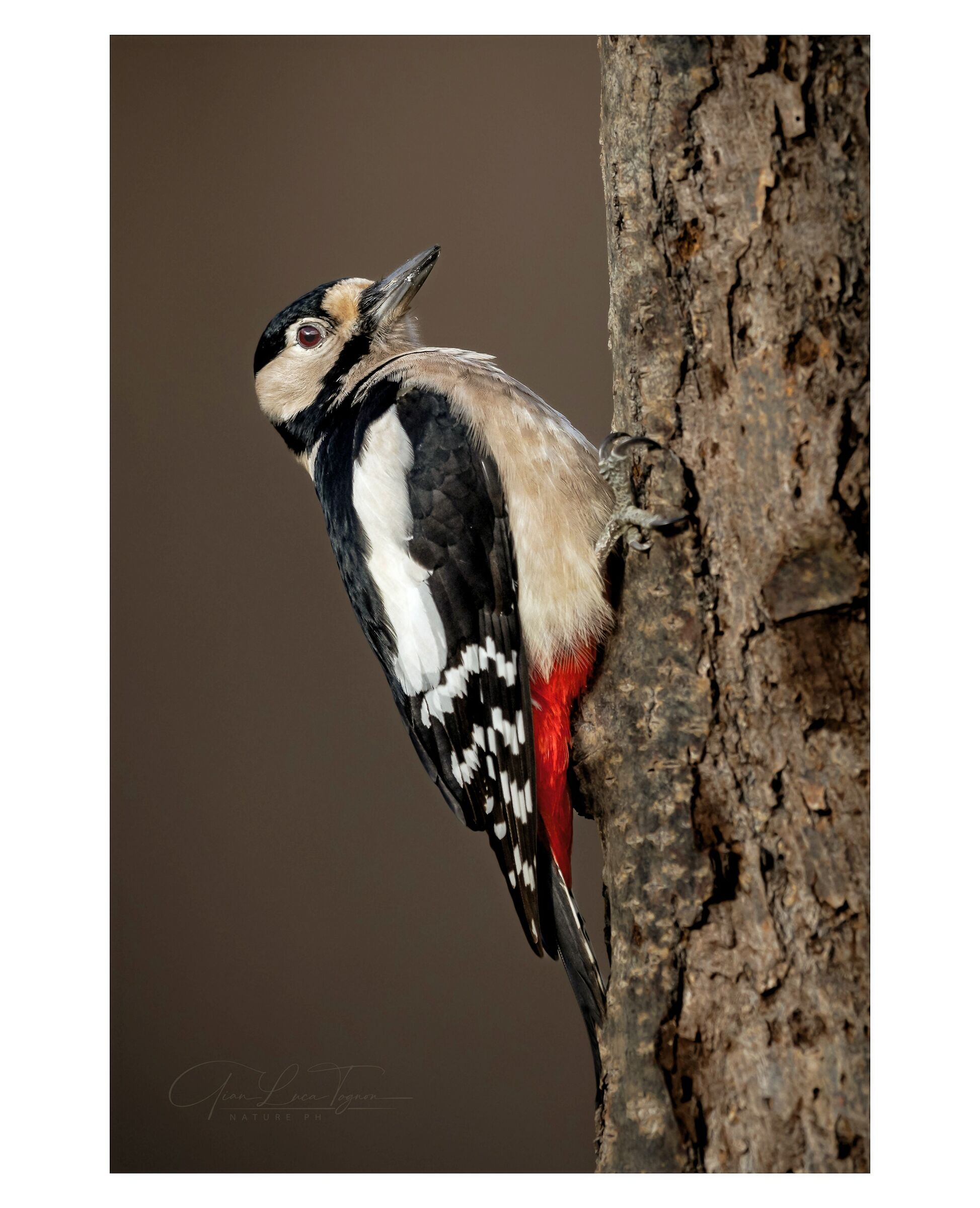 picchio in pausa | resting woodpecker...