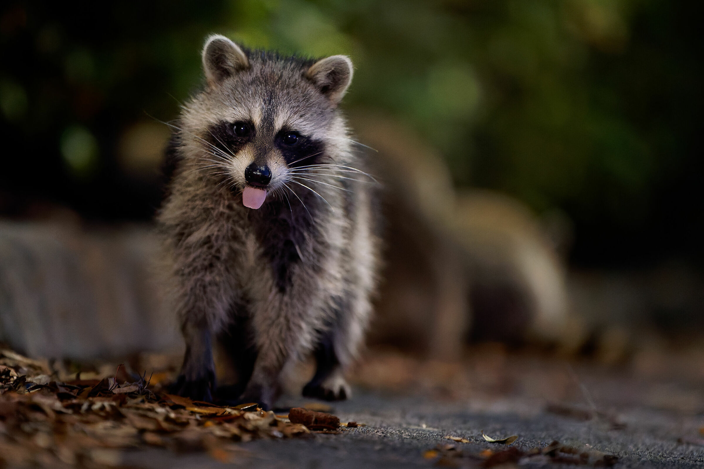The unmatched cuteness of raccoons...