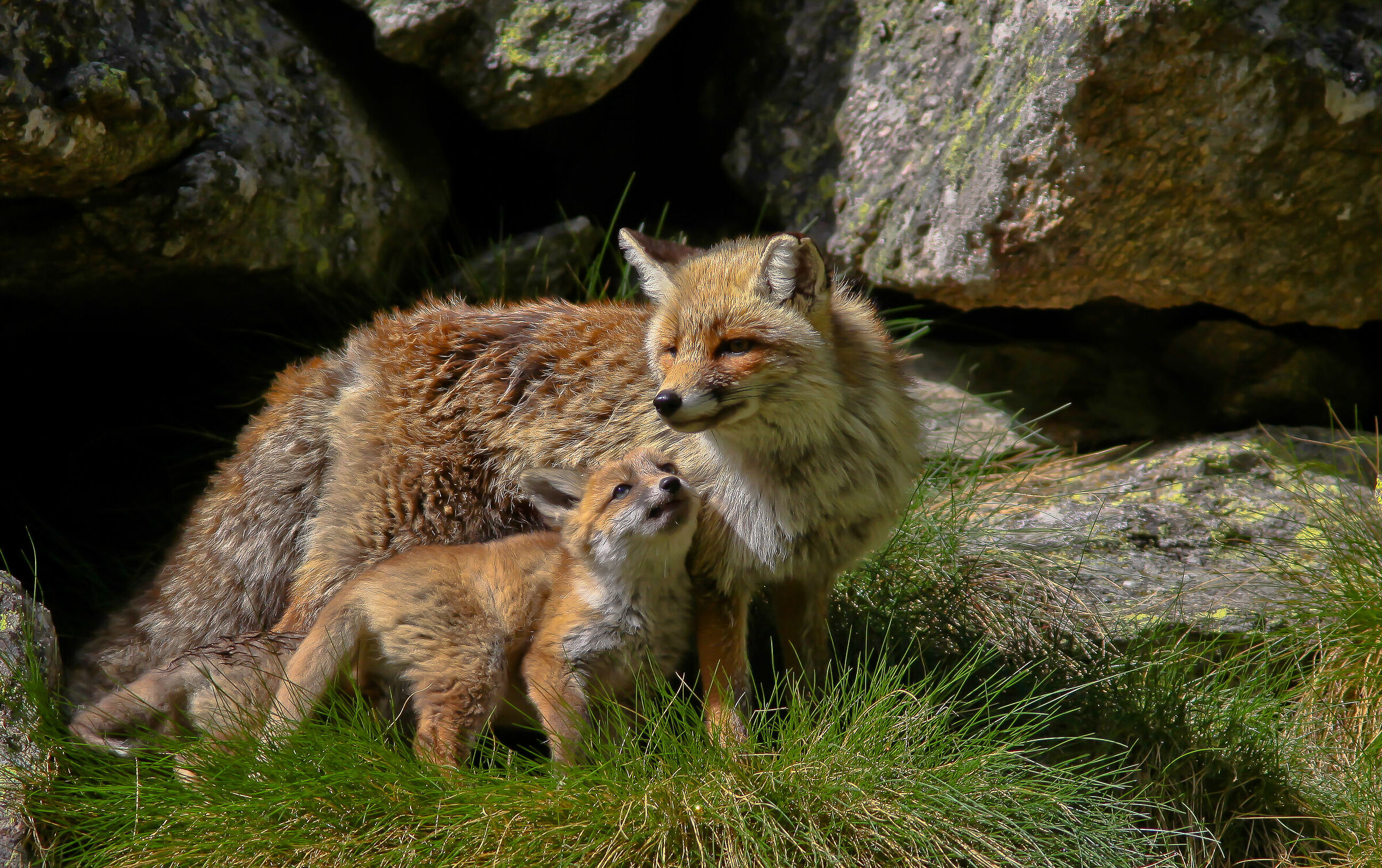 cuccioli di volpe...