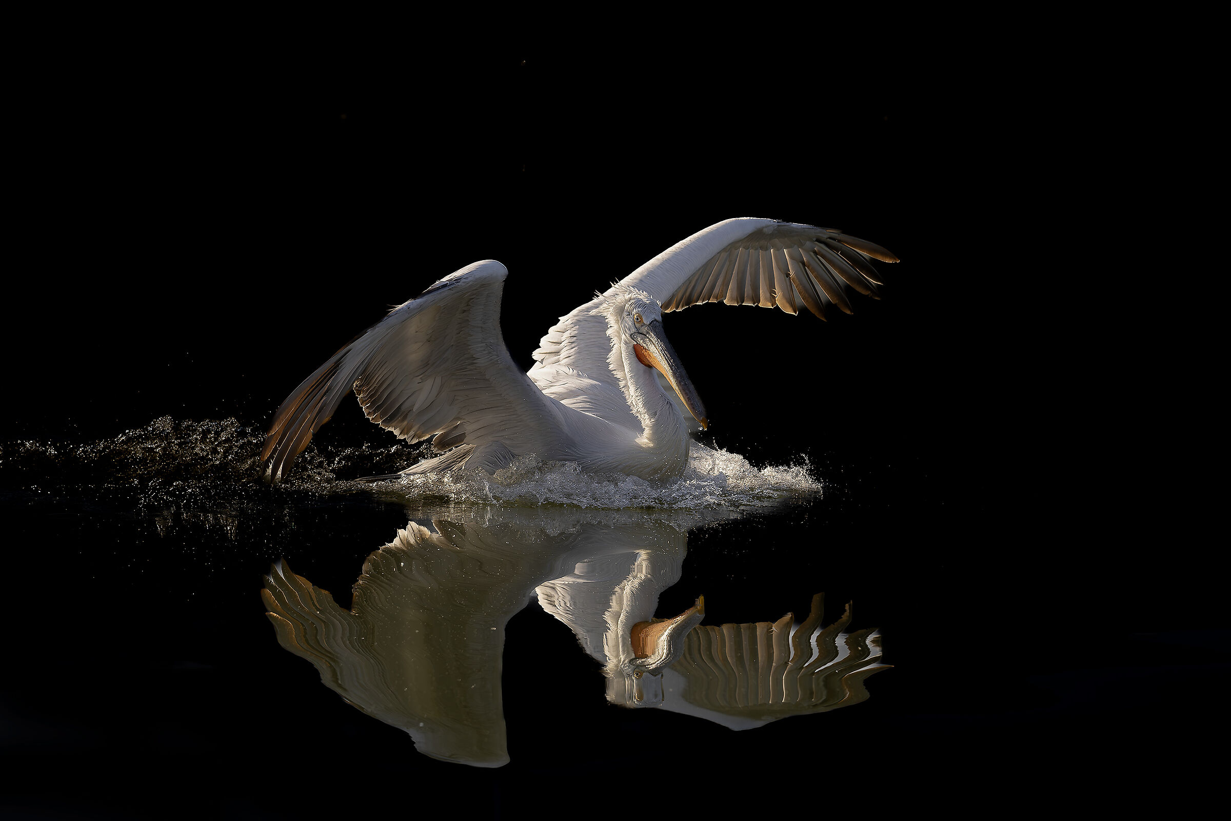 Mirrored glide of the curly pelican...