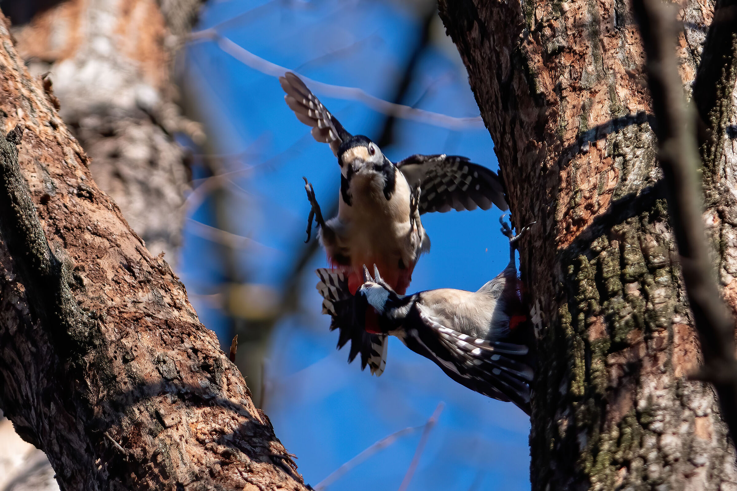 Spotted Woodpecker Greater Courtship...