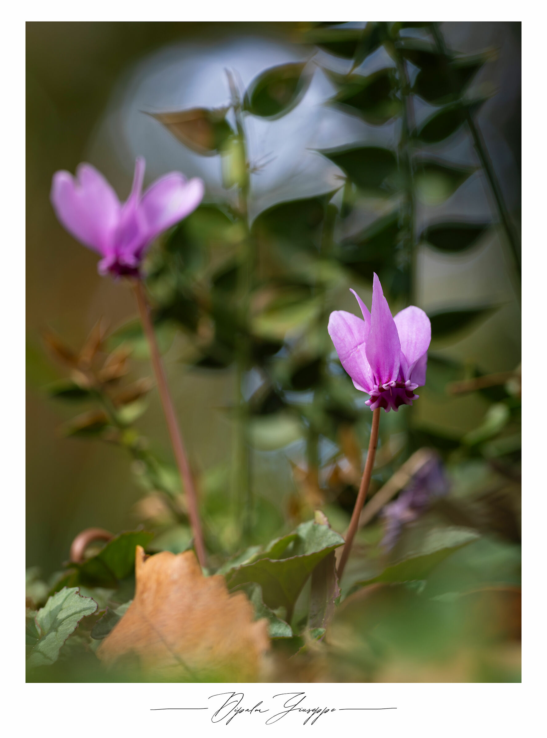 Cyclamen hederifolium/3...