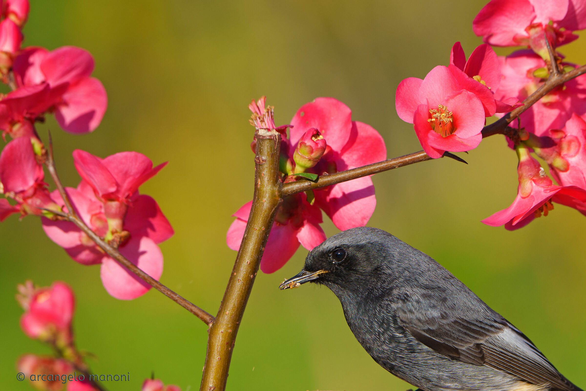 Towards spring with redstart and flowers...