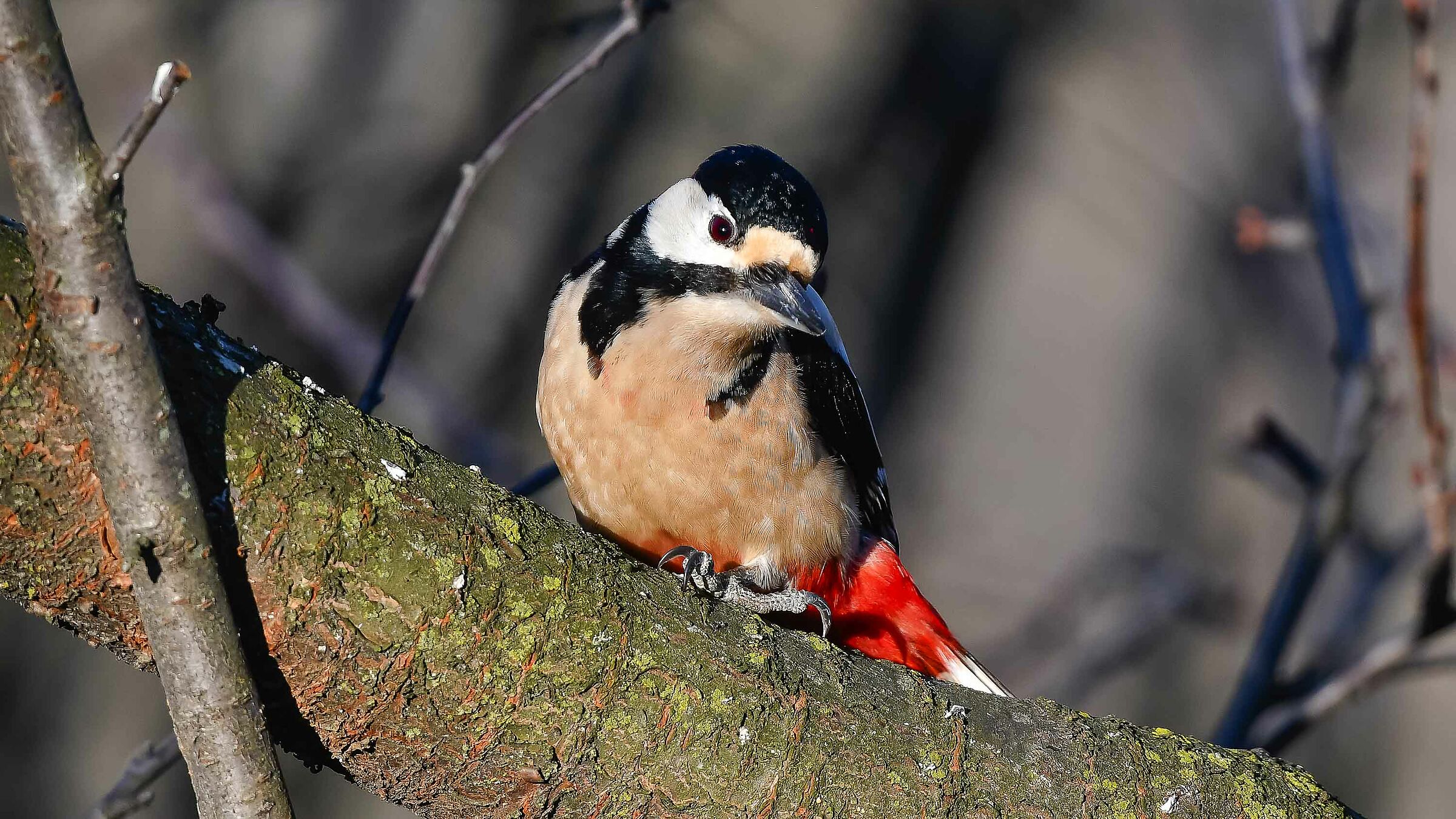 Great spotted woodpecker (M ) ...