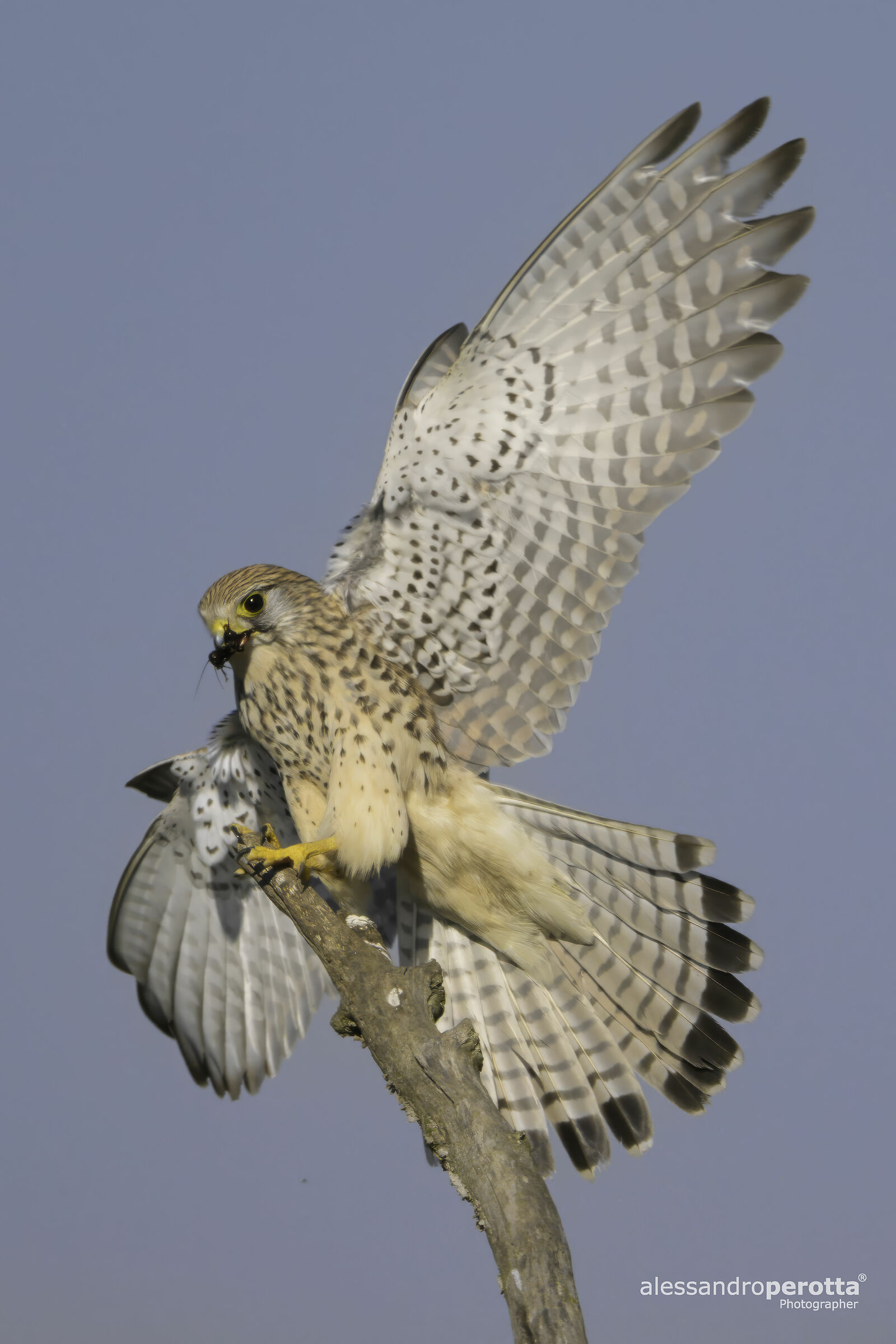 Falco tinnunculus ...