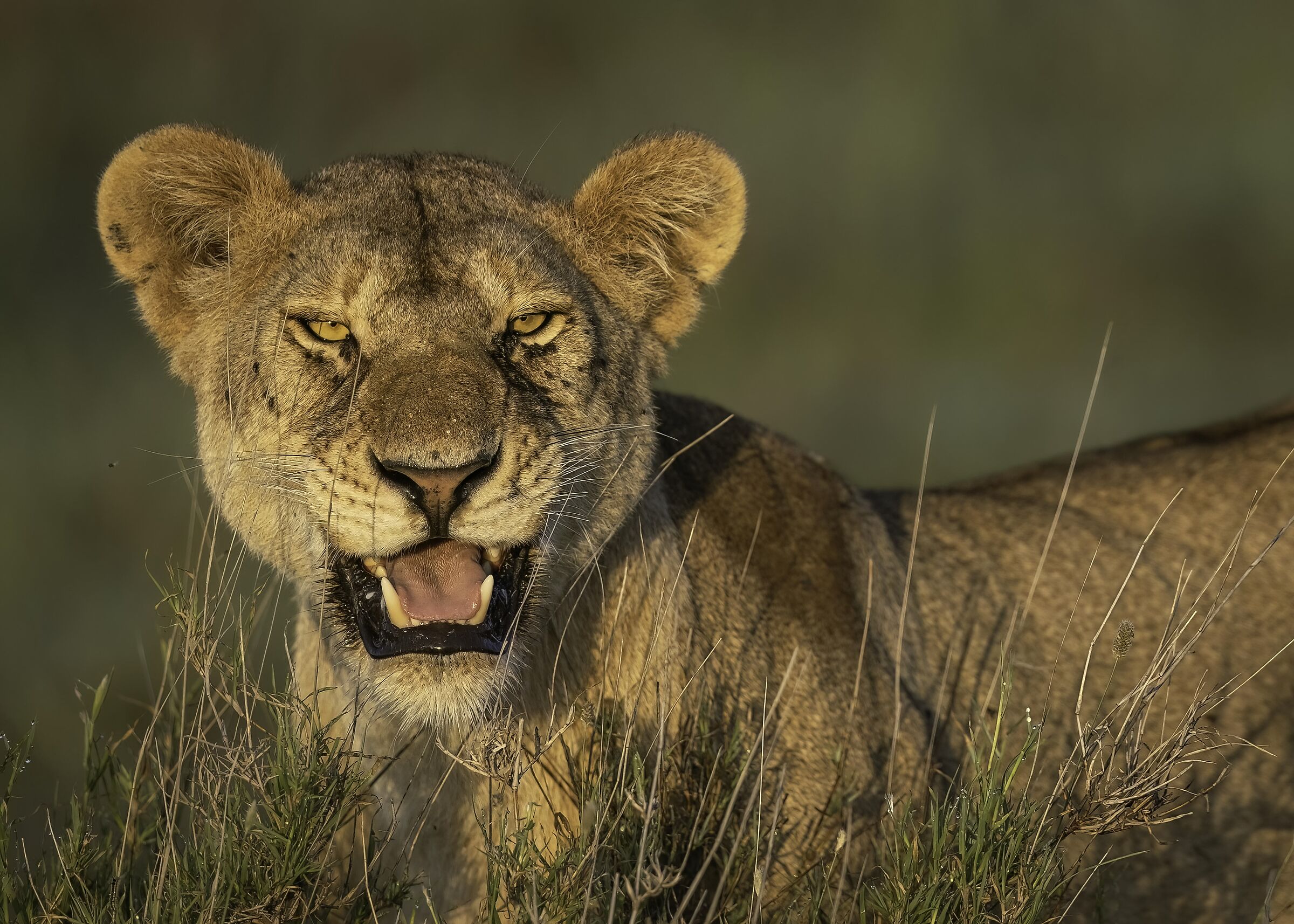 The Queen (Panthera leo)...