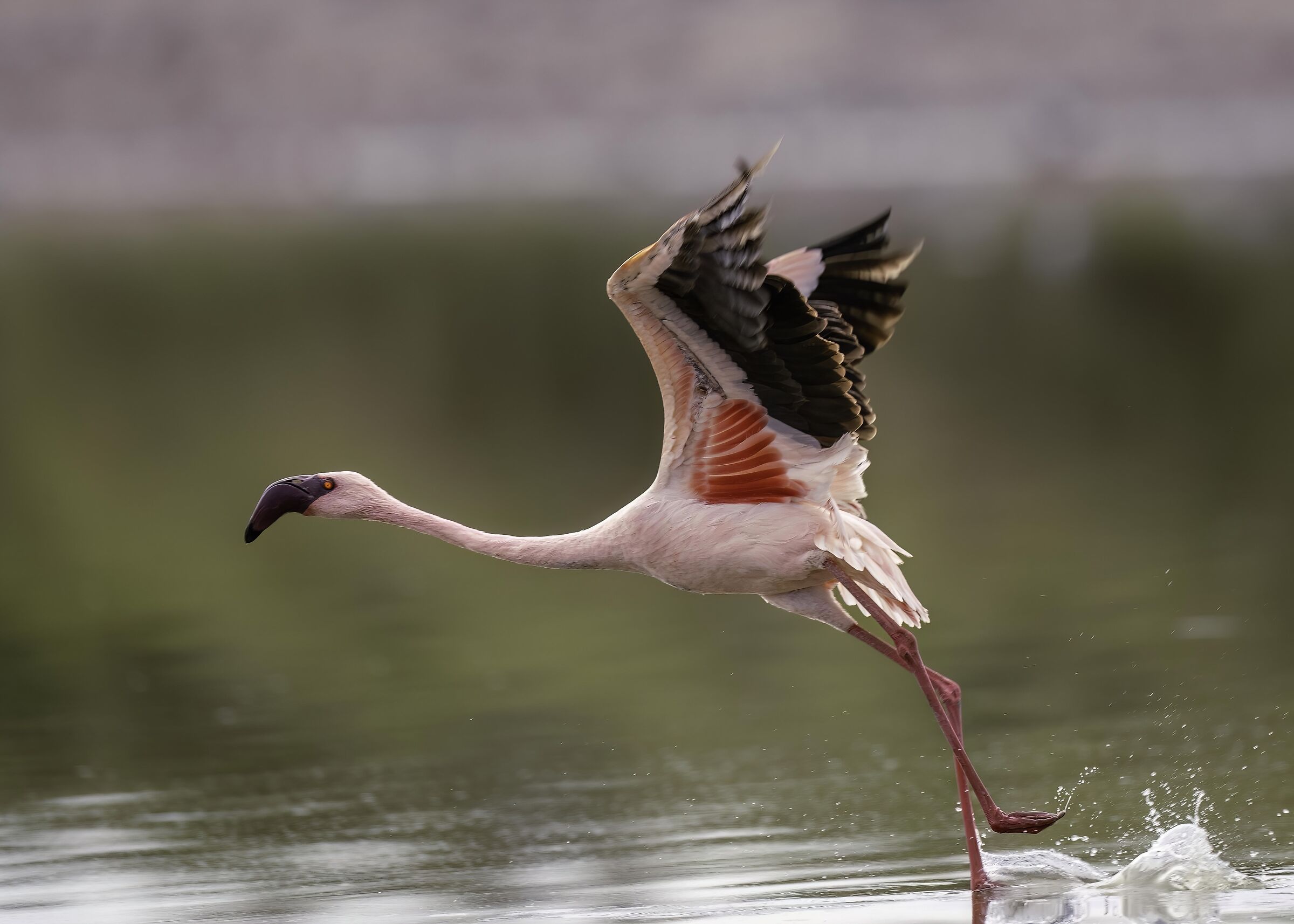 Flamingo (Phoeniconaias minor)...