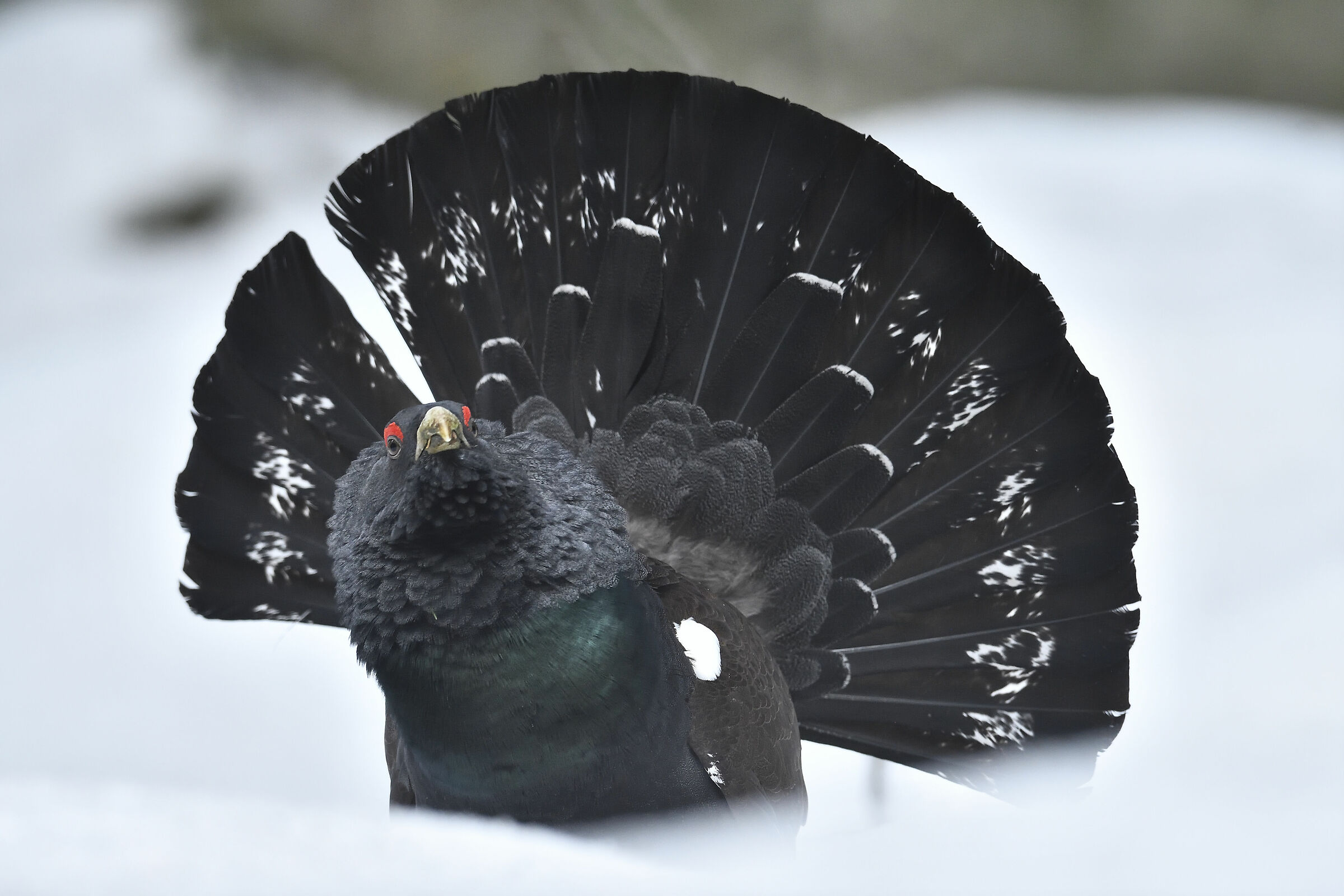 The gaze of the capercaillie...