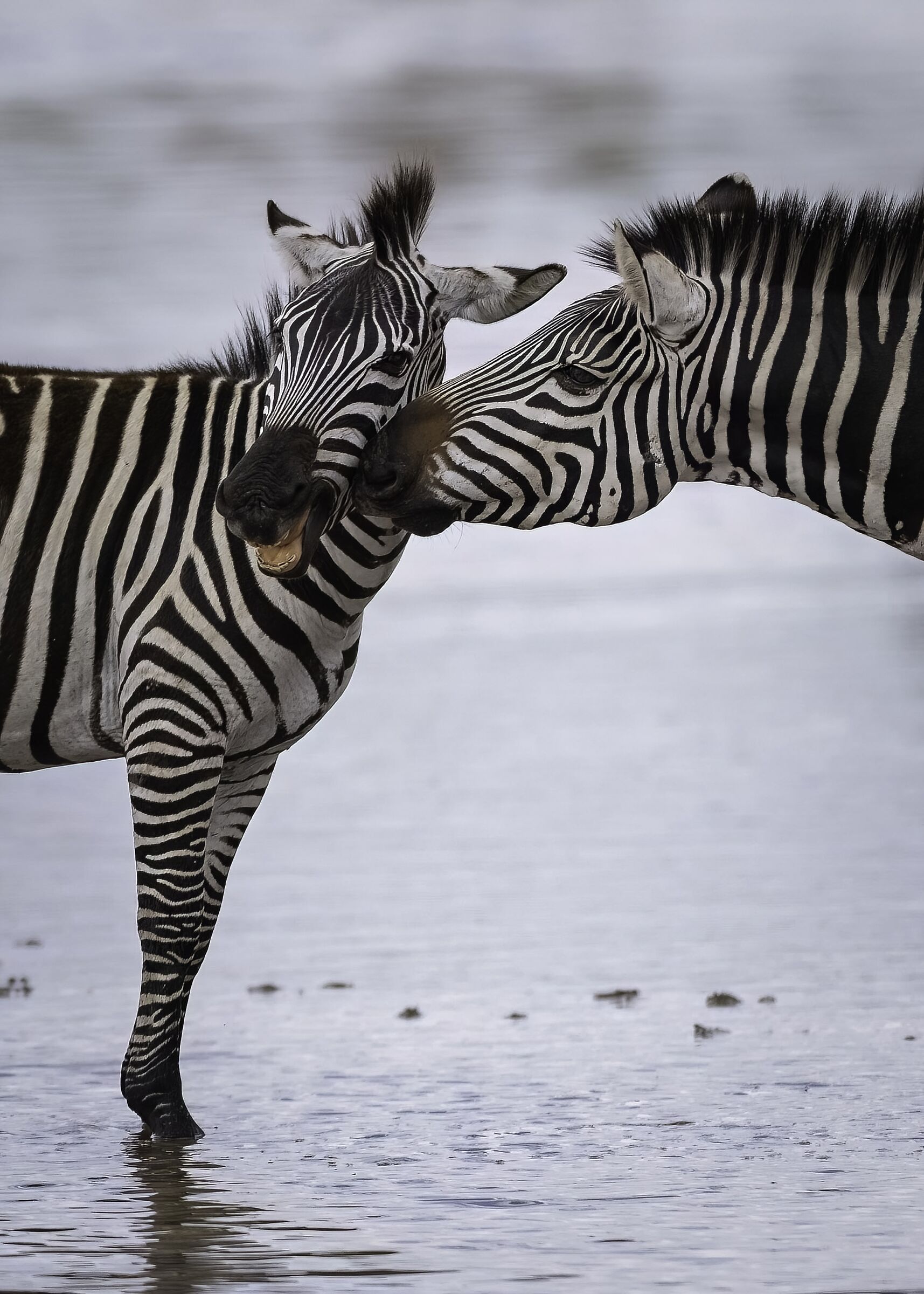 Burchell's zebras (Equus quagga burchellii)...