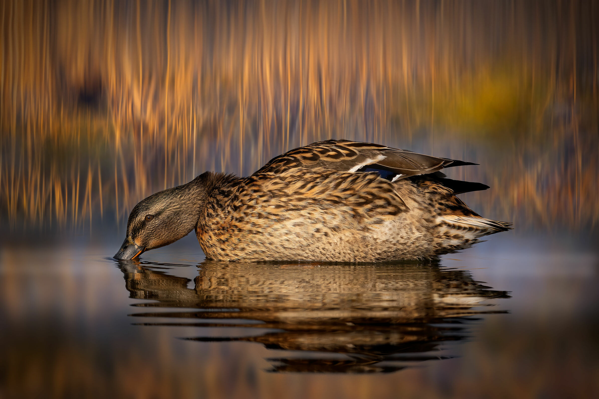 Female mallard...