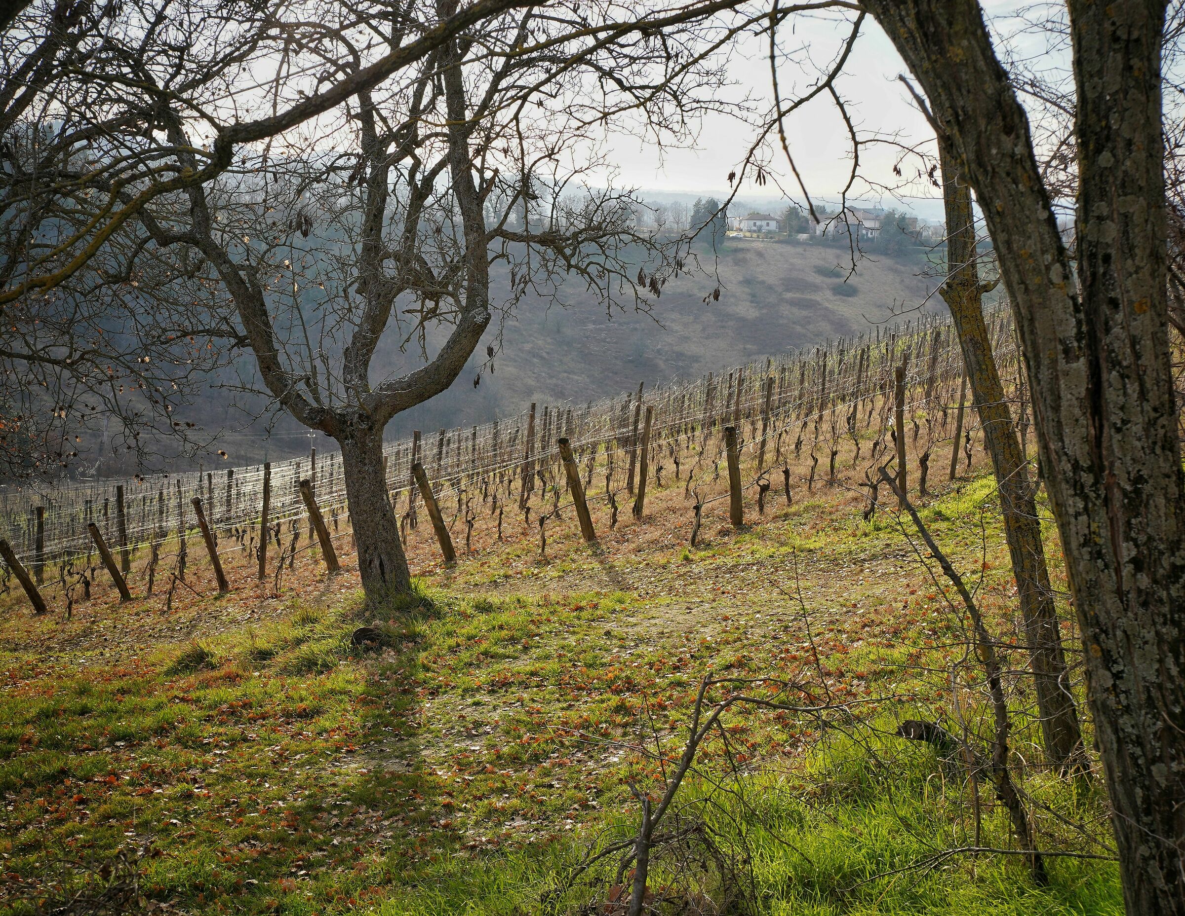 The vineyard in winter...