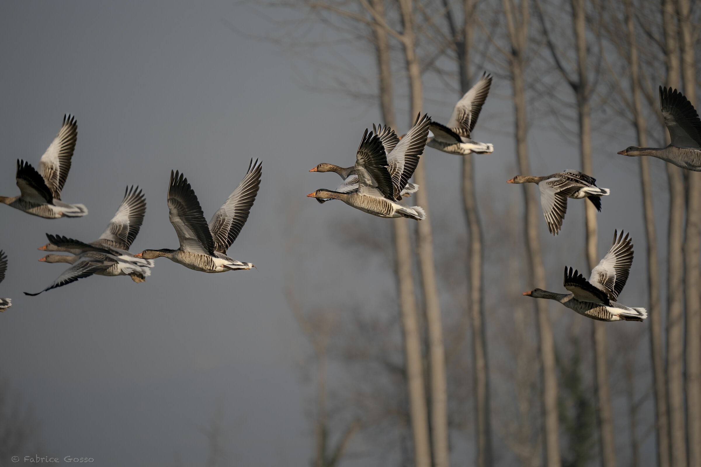 Wild geese...