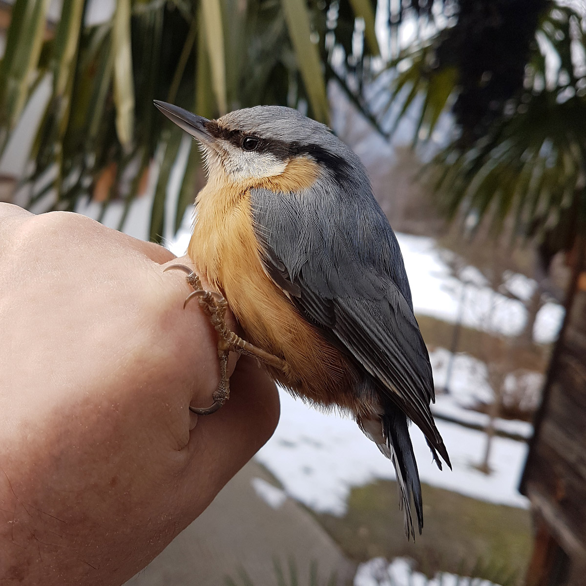Nuthatch on my hand in the garden...