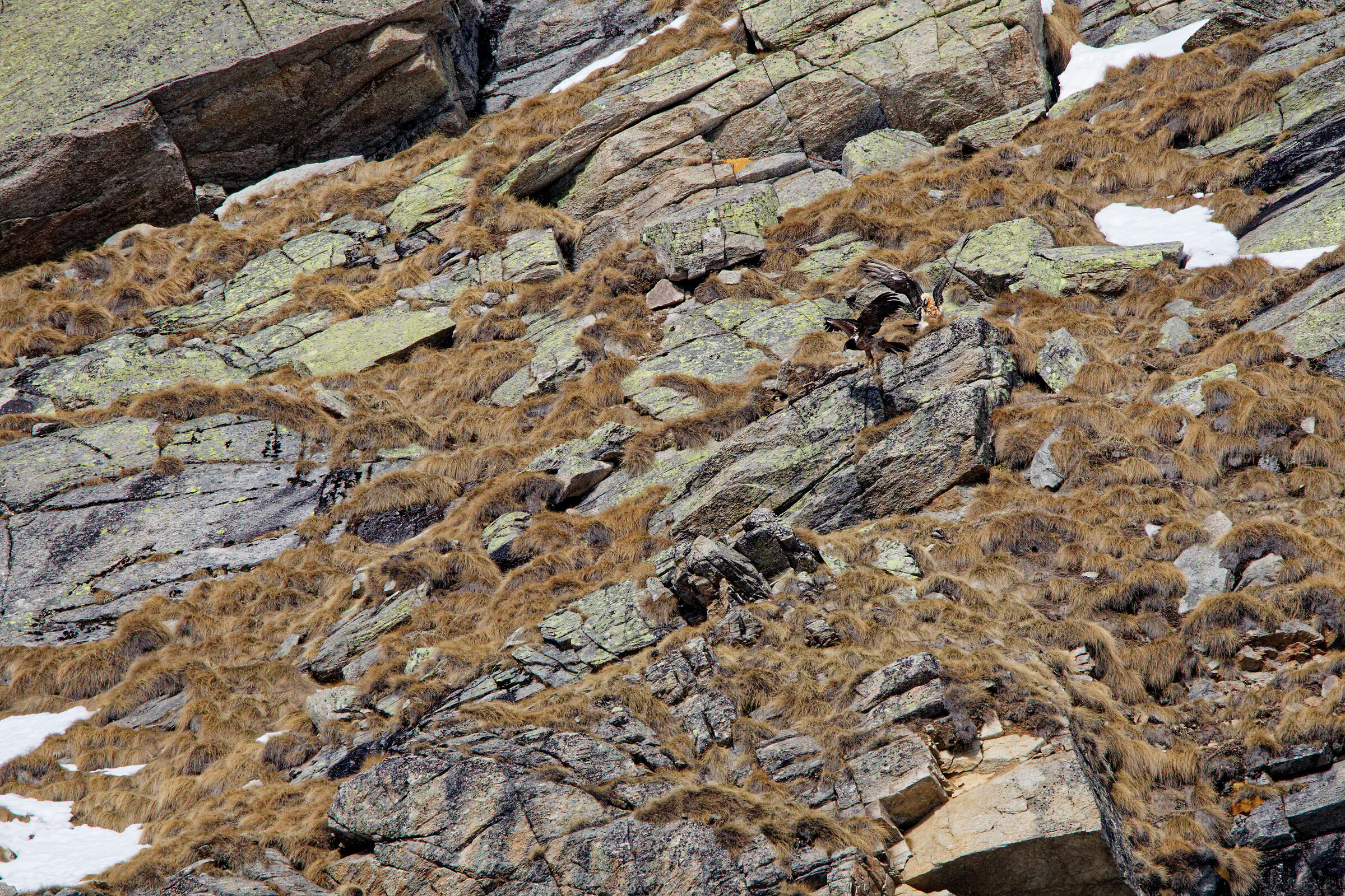 Bearded vultures...