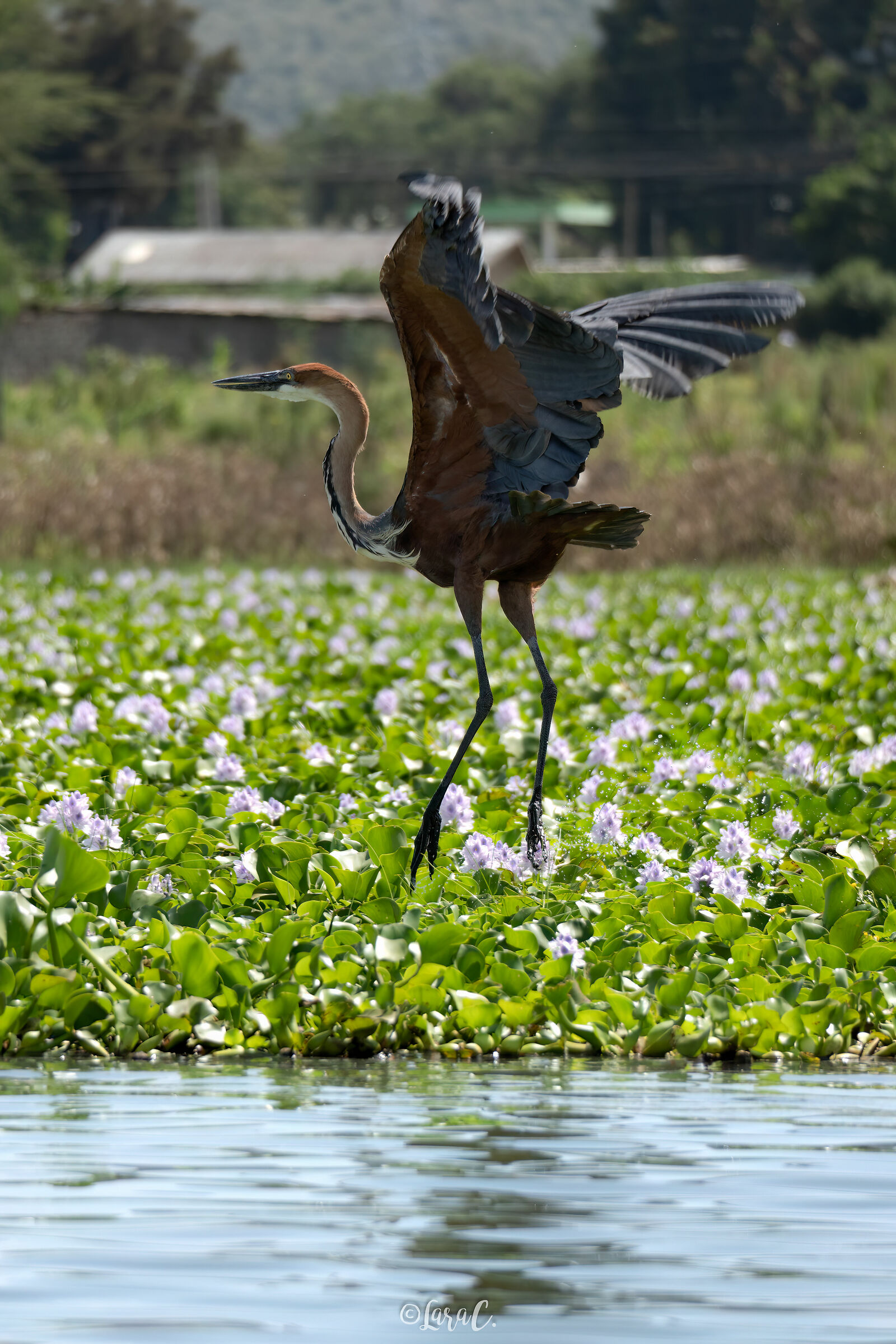 Giant heron in flight...