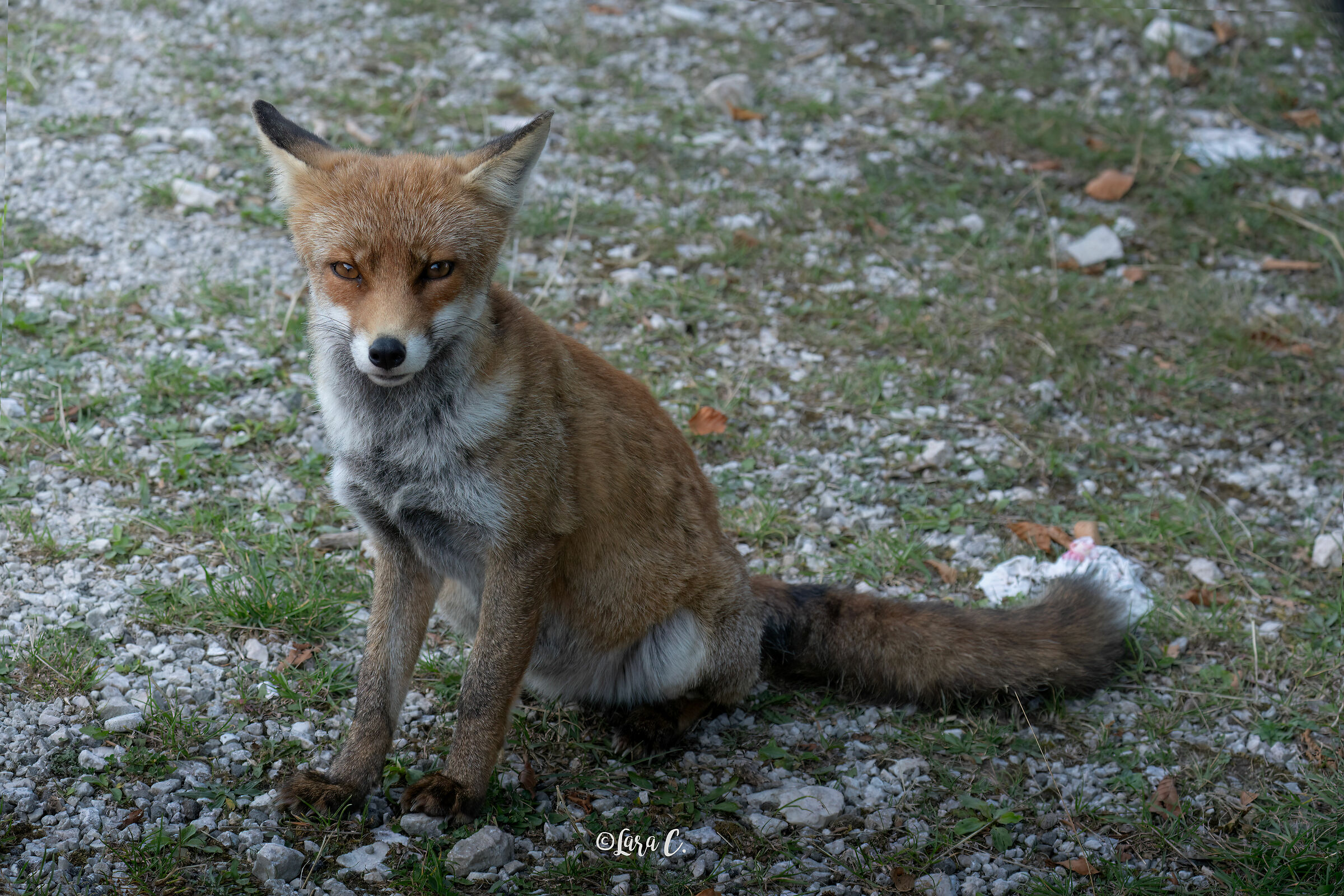 Fox (waiting in vain for food)...