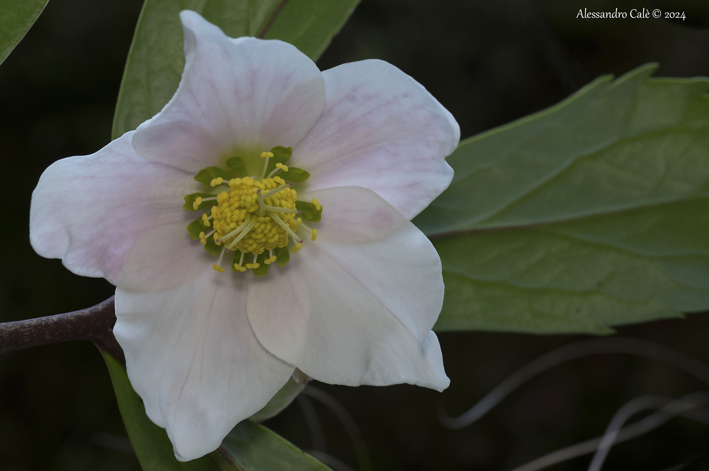 Helleborus niger (Christmas Rose) 5188...