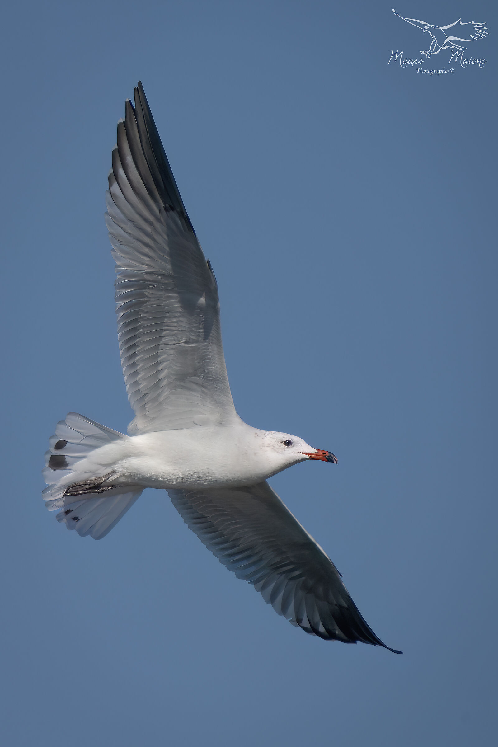 Corsican Seagull...