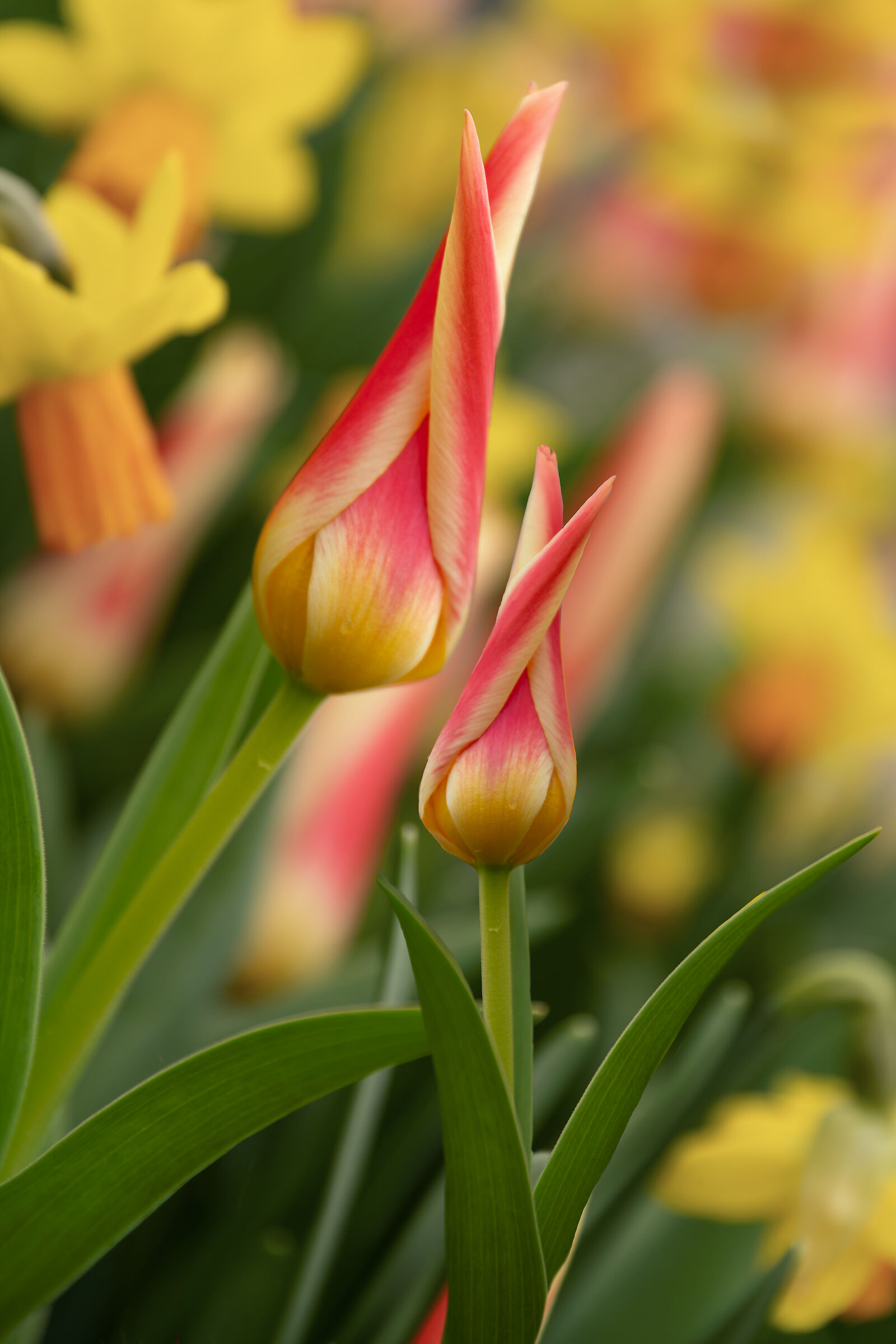 I colori caldi dei tulipani...