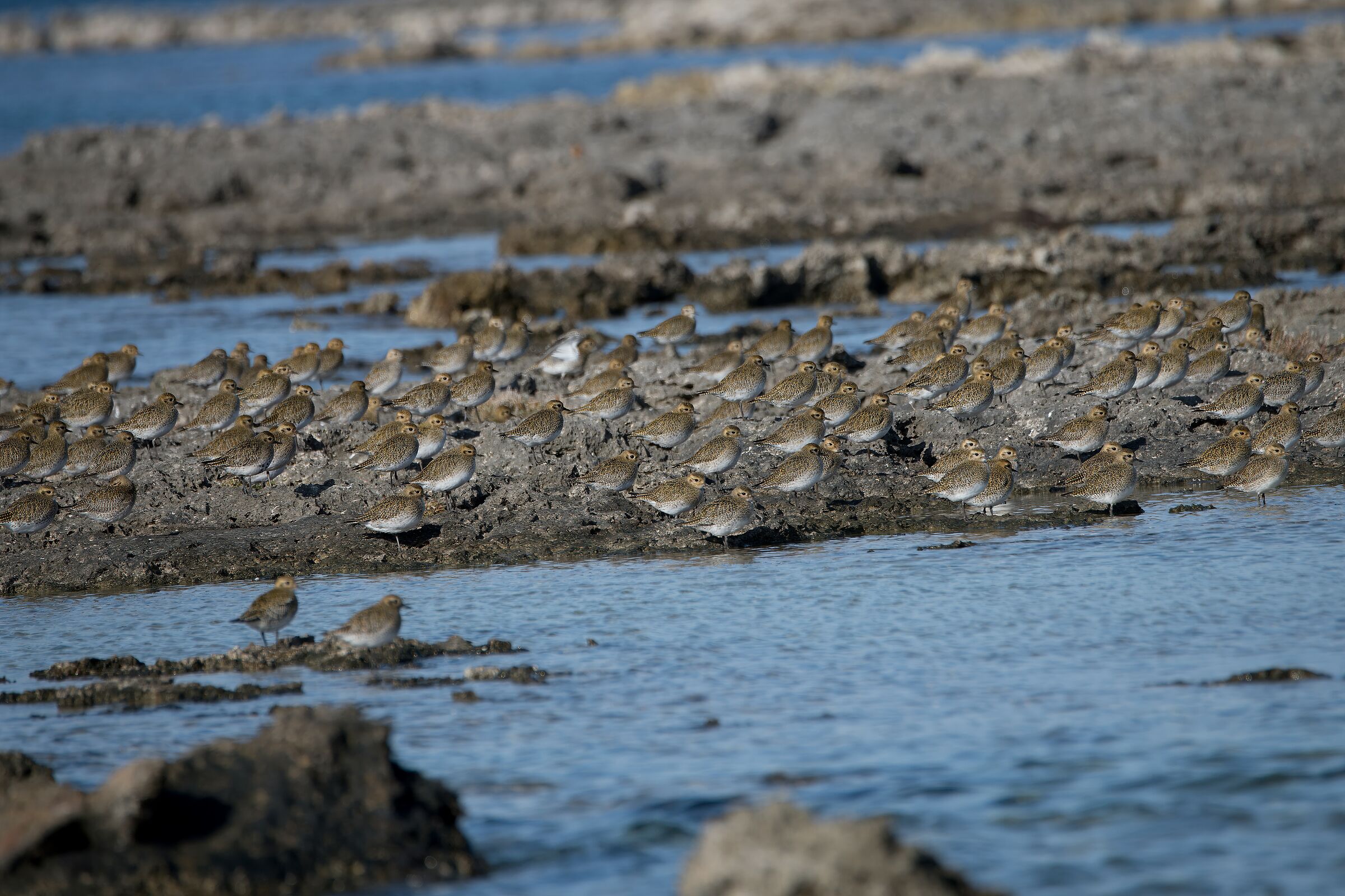 Golden Plover - Protected Oasis of Porto Cesareo...