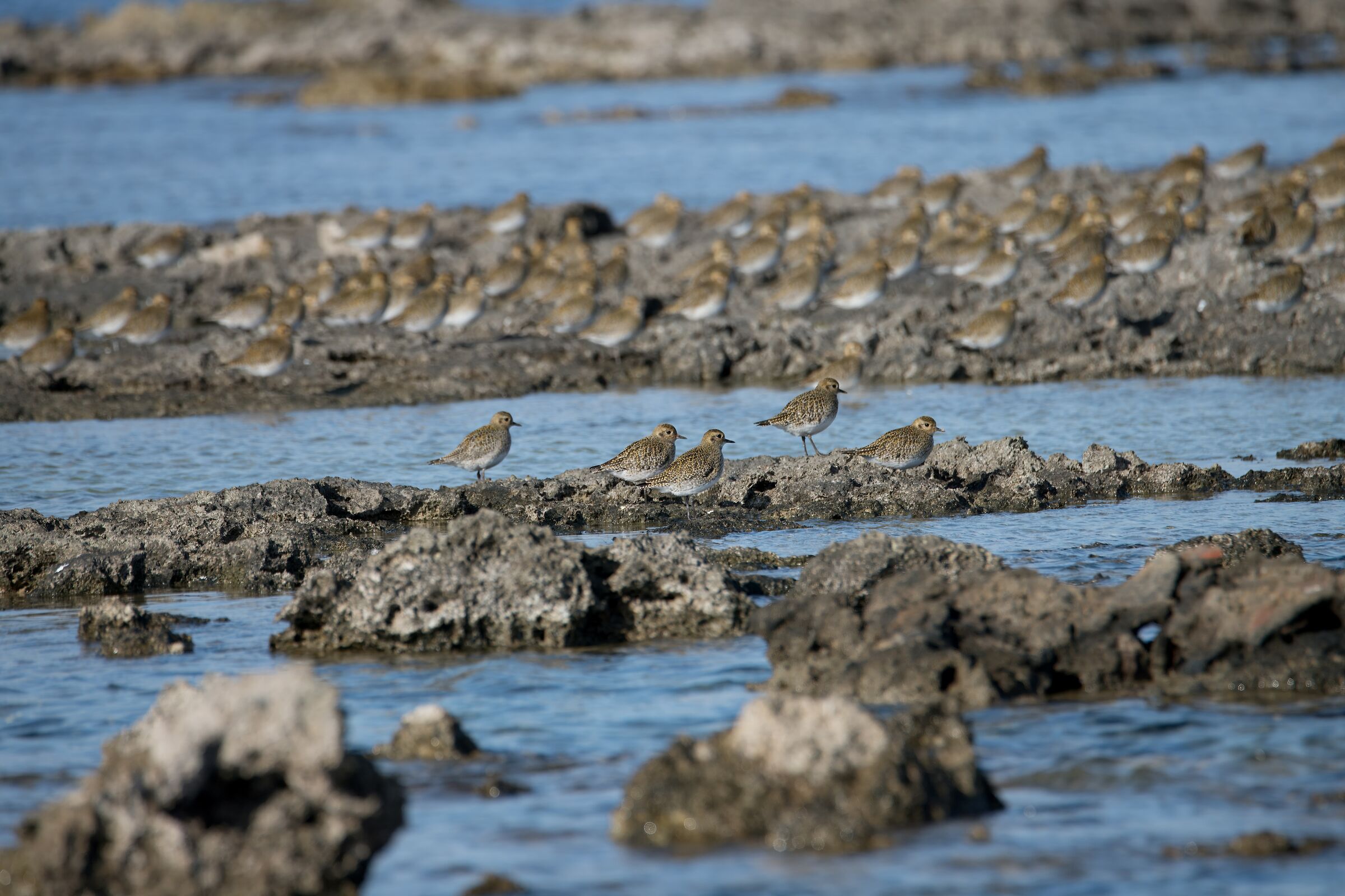 Golden Plover - Protected Oasis of Porto Cesareo...