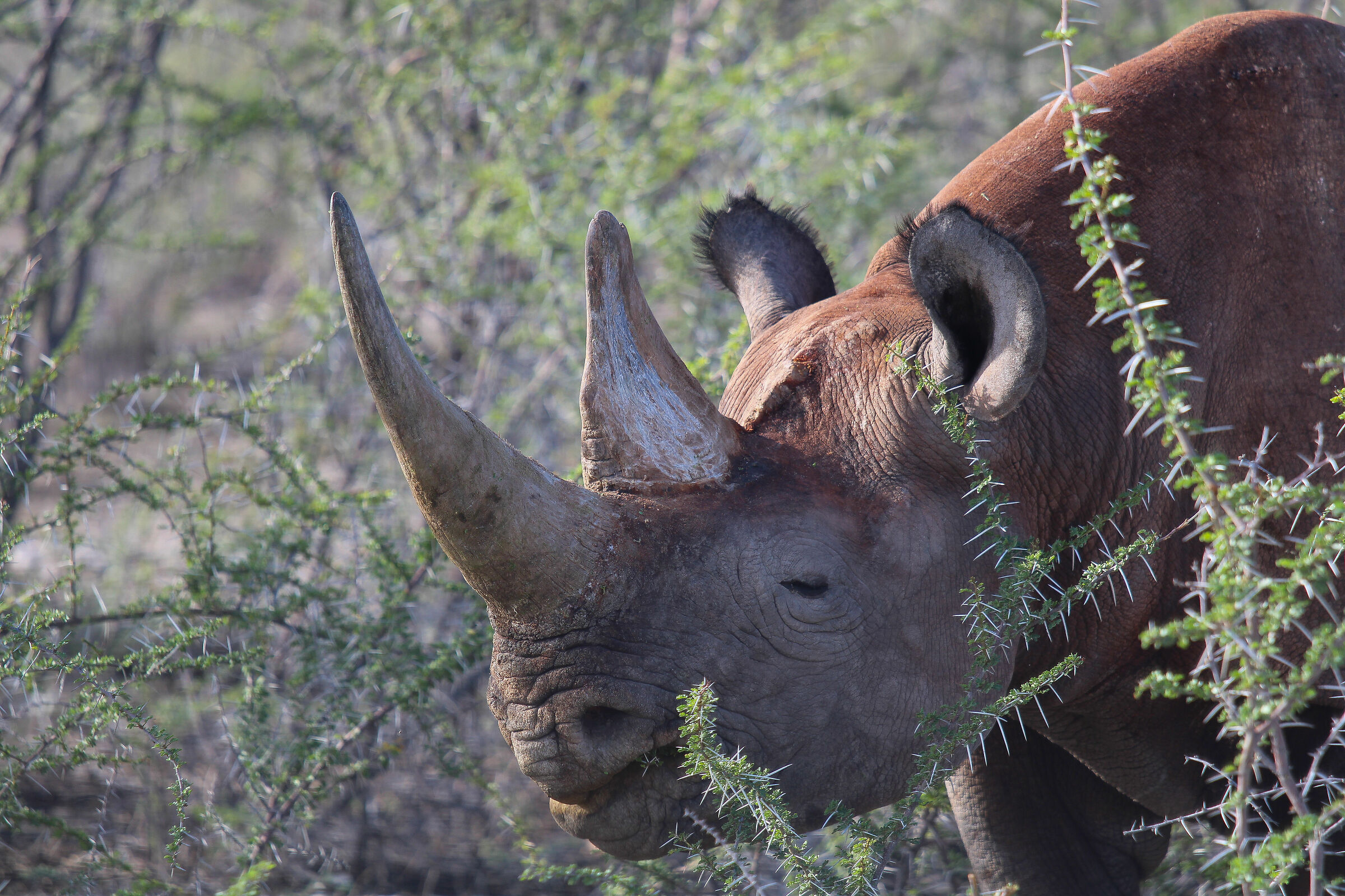Rhinoceros in Namibia...