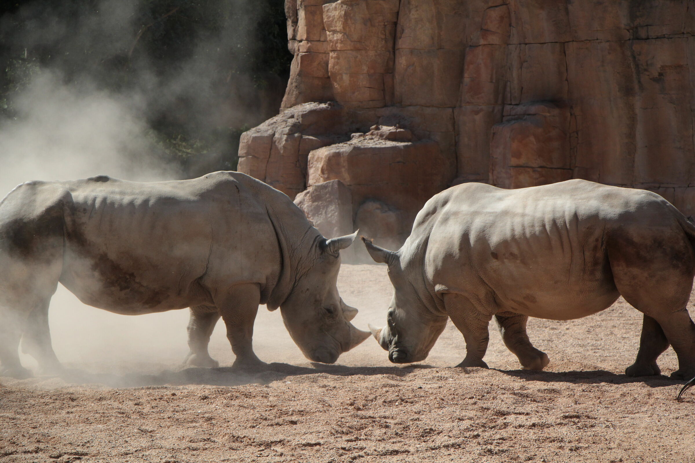 Scontro tra rinoceronti post-rifiuto...