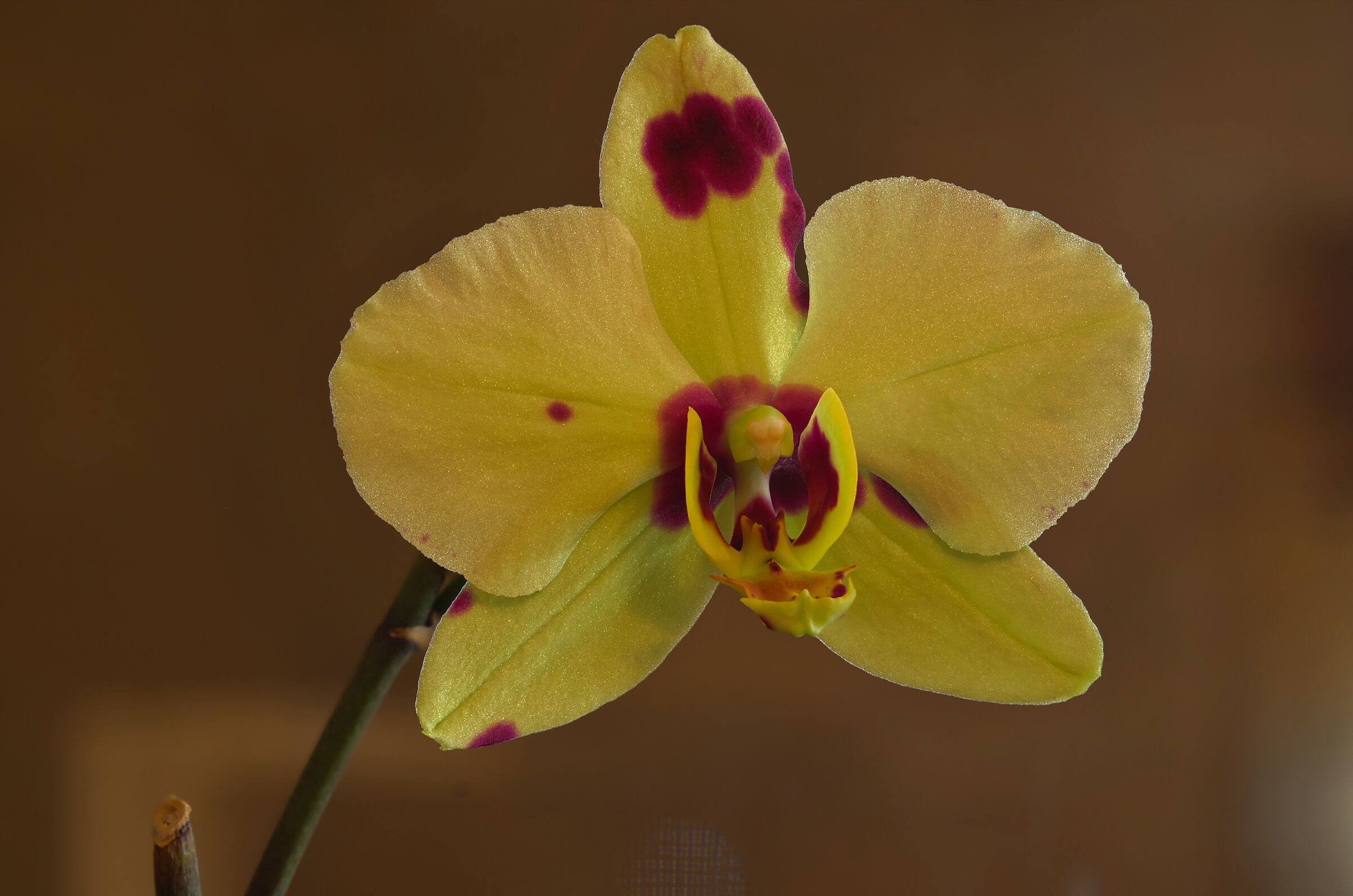 orchideus...