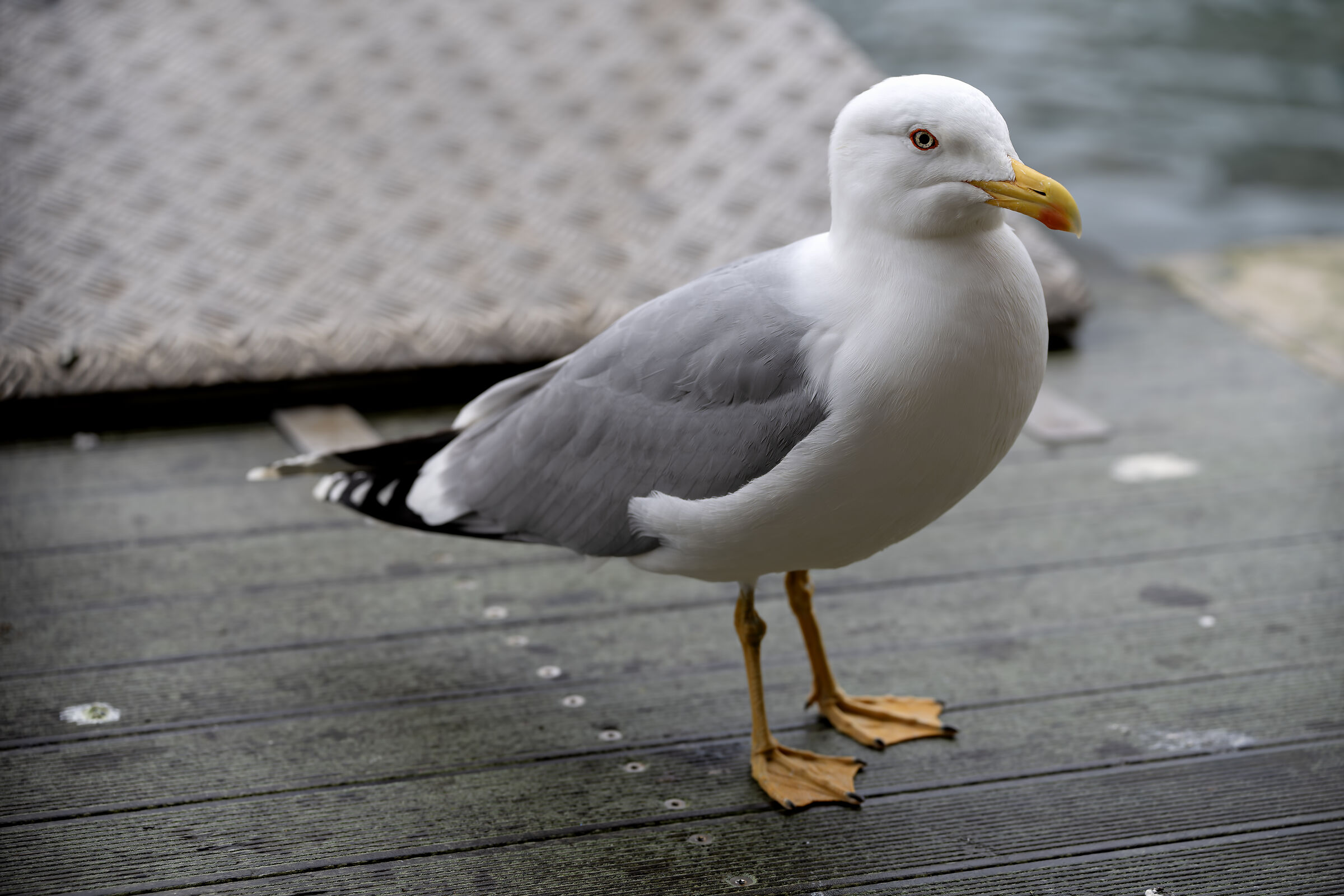 Venetian Seagull...