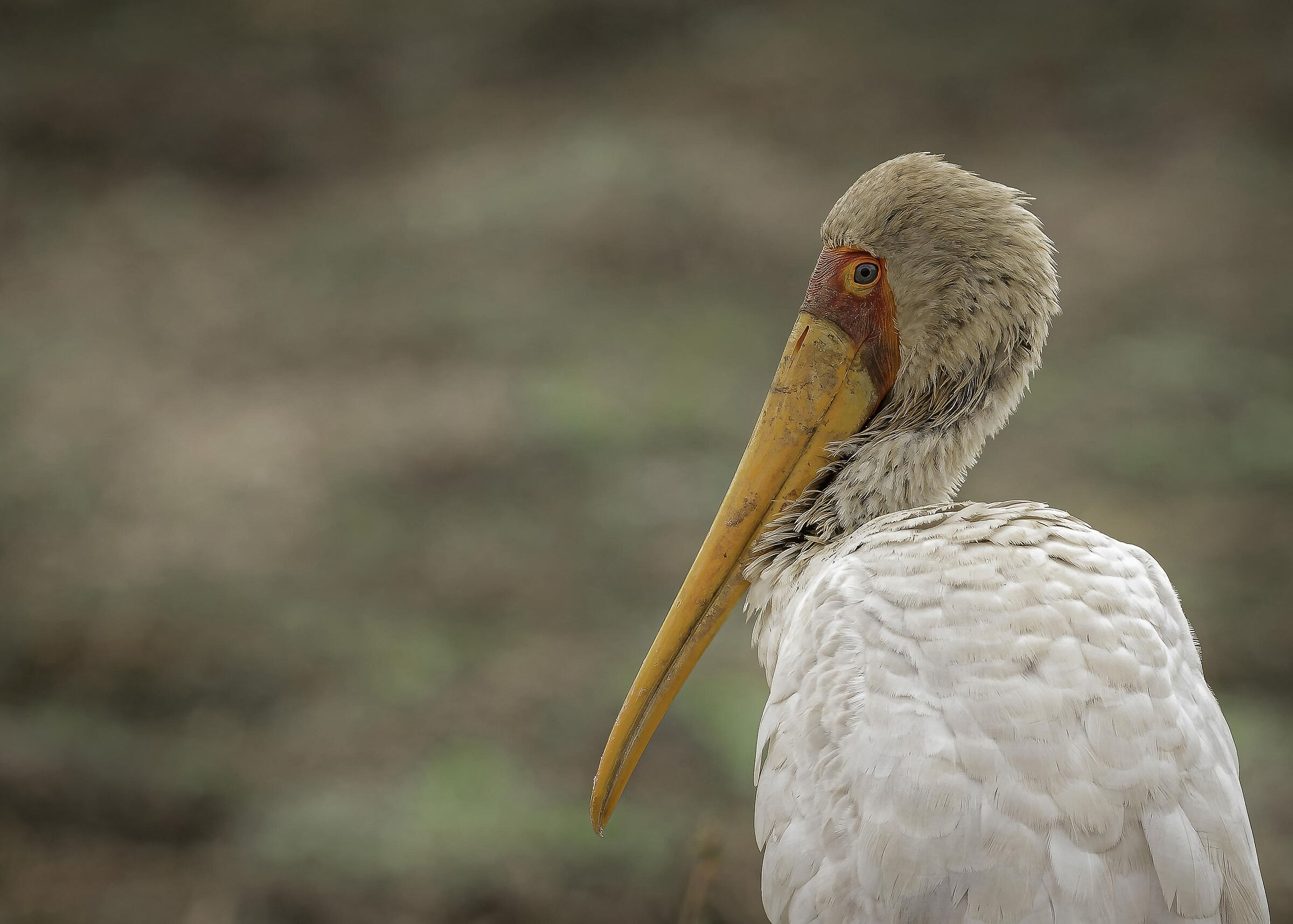 Yellow-billed Stork (Mycteria ibis)...