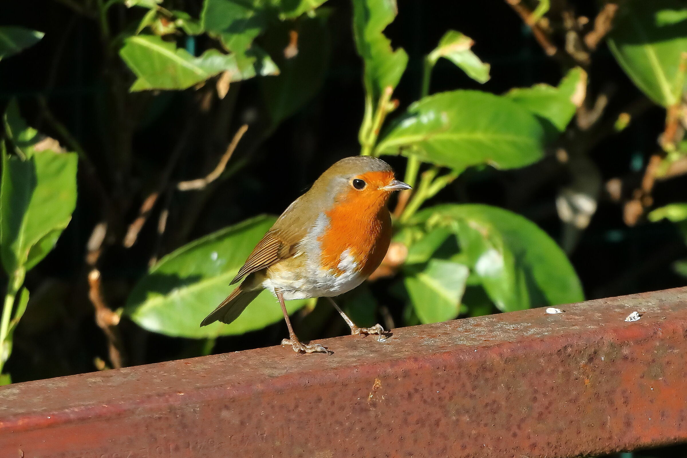 Robin 28-11-2023...