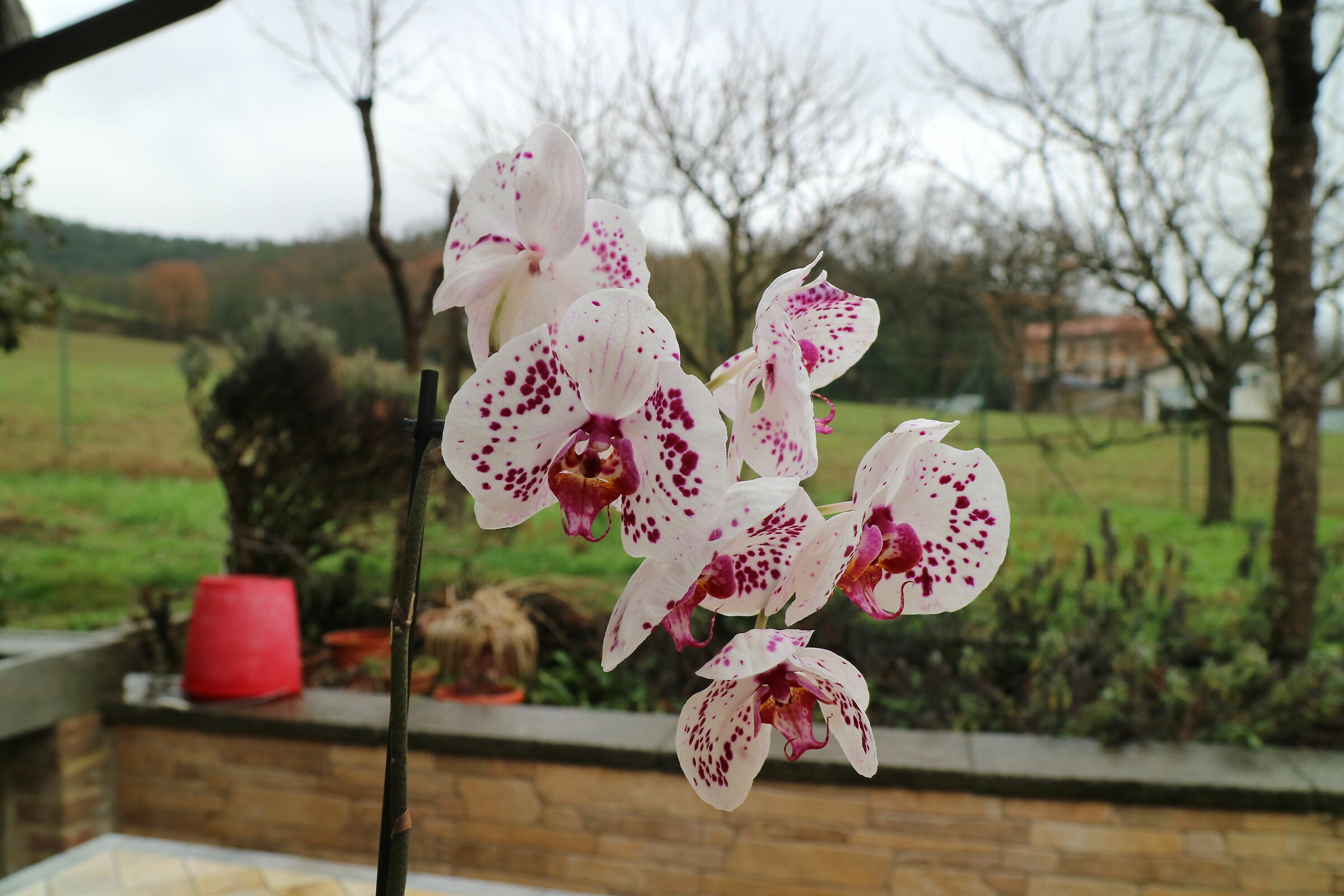 Backlit orchid...