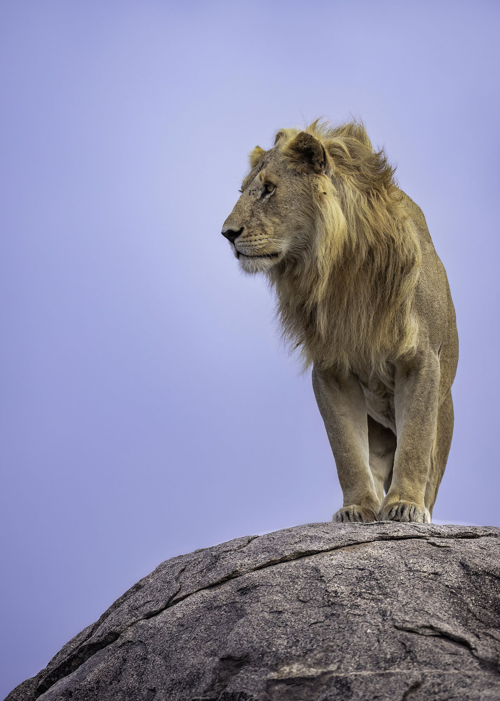 The King (Panthera leo)...